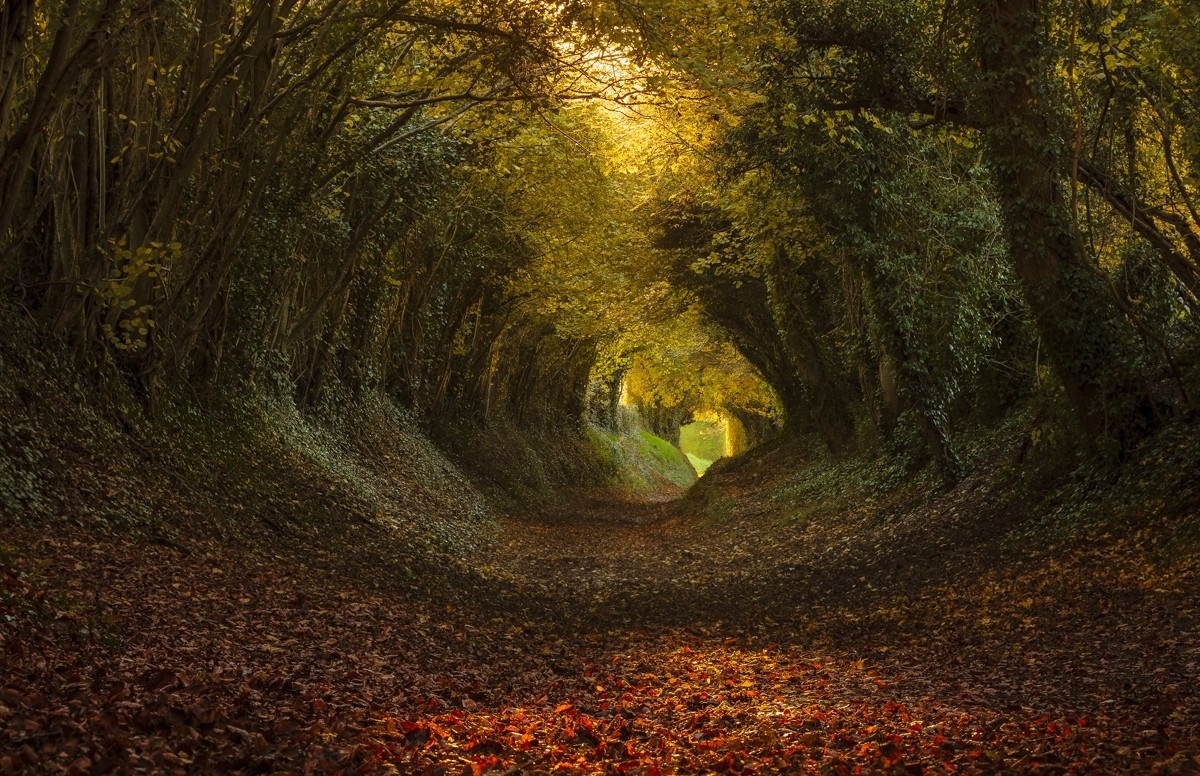 Autumn forest path with sunlight filtering through trees HD Wallpaper