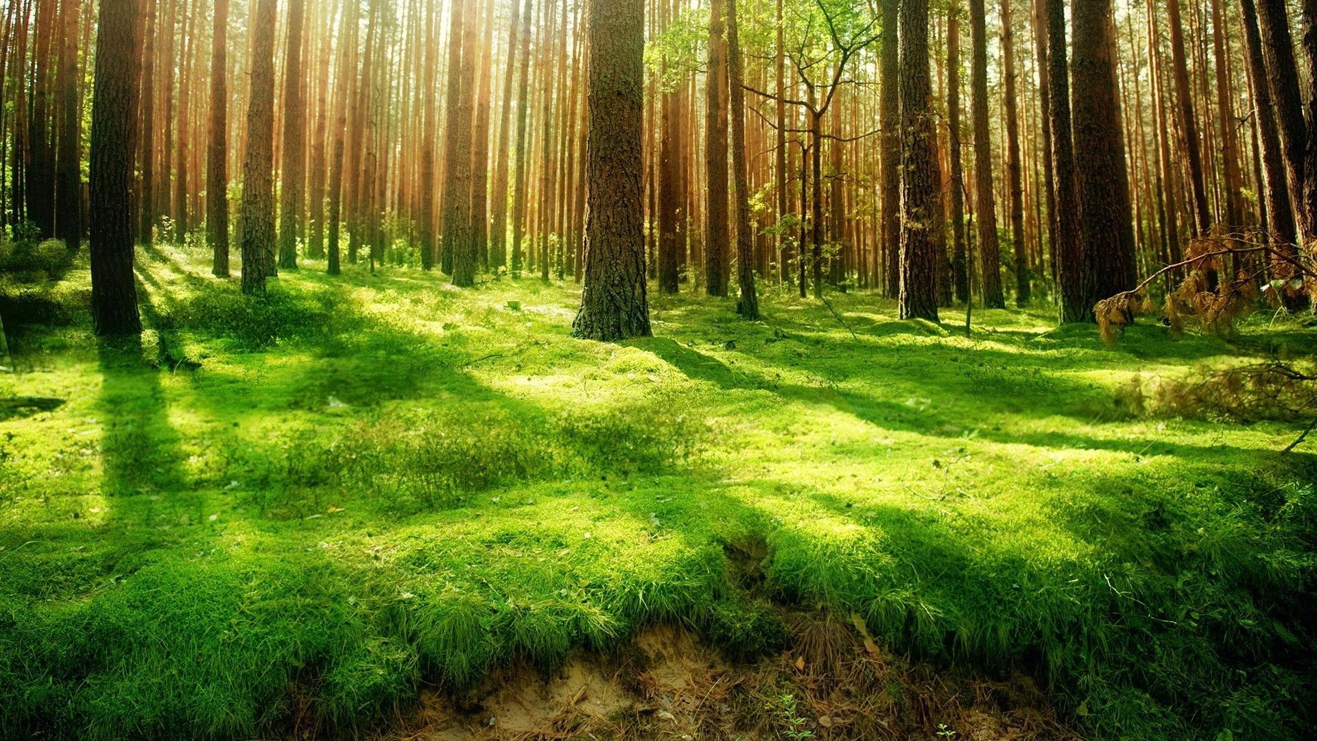 Sunlight filtering through a pine forest onto a mossy floor HD Wallpaper