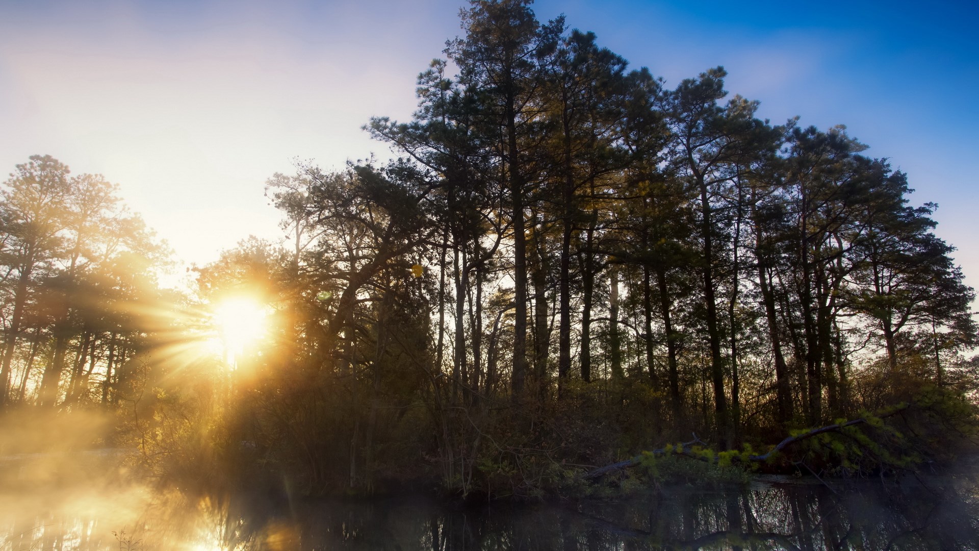 Sunlight through trees over misty water HD Wallpaper