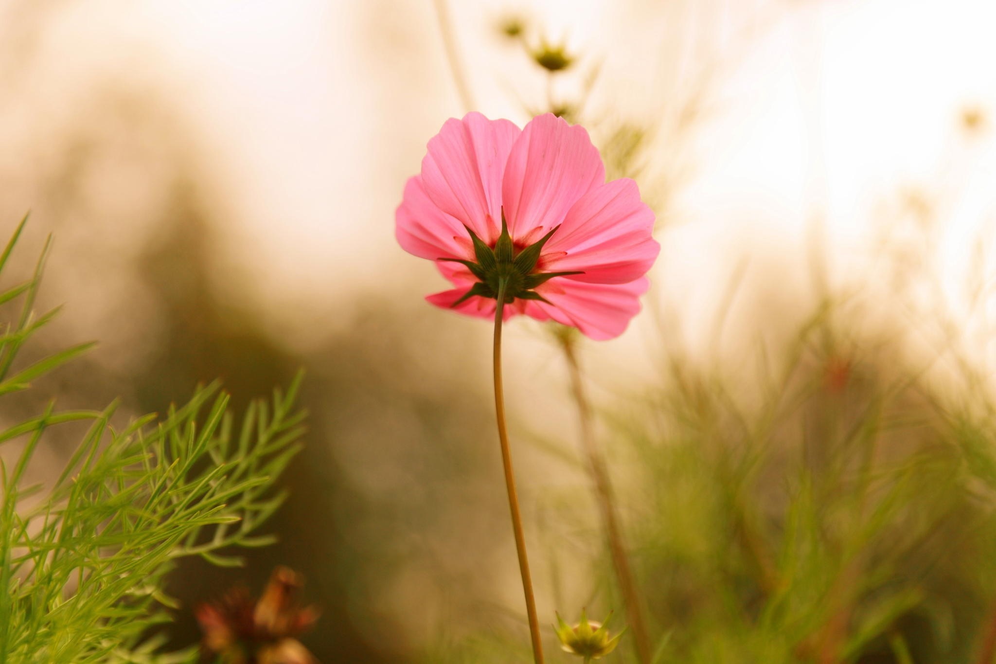 Close up of a pink cosmos flower from below HD Wallpaper