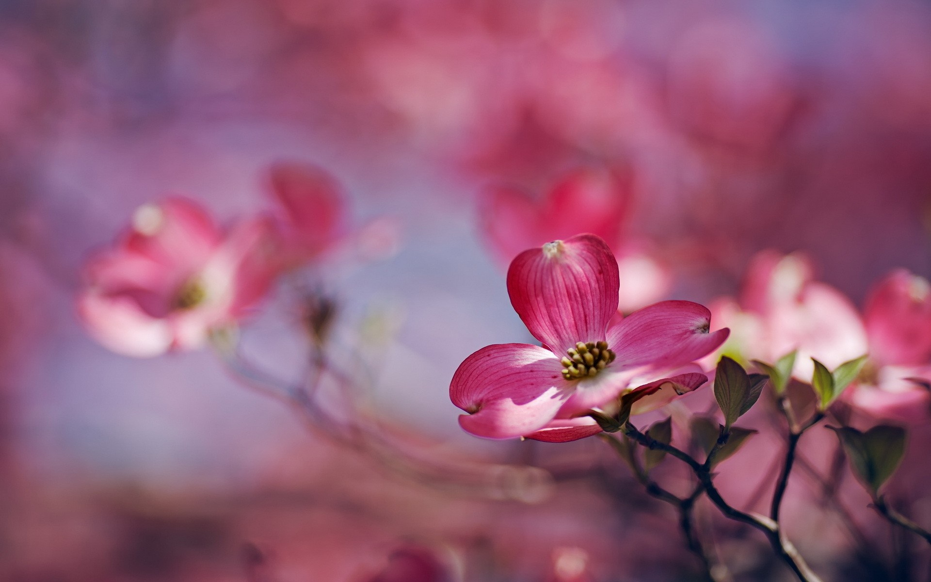 Pink Dogwood Flowers in Spring HD Wallpaper
