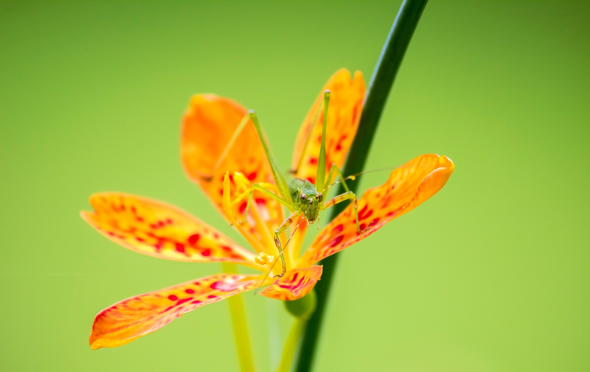 Green Katydid on Vibrant Orange Flower HD Wallpaper