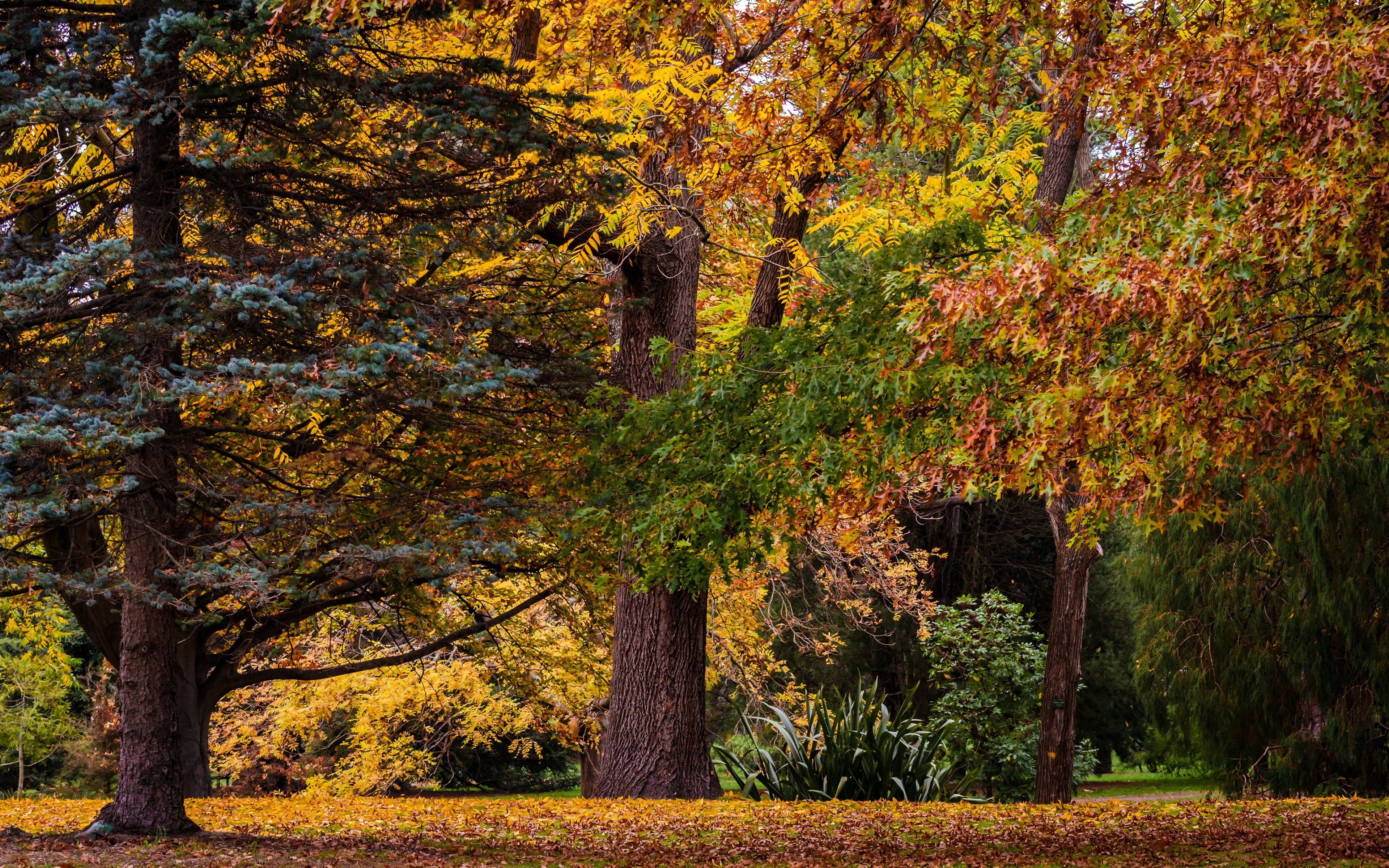 Autumn forest with colorful trees and fallen leaves HD Wallpaper