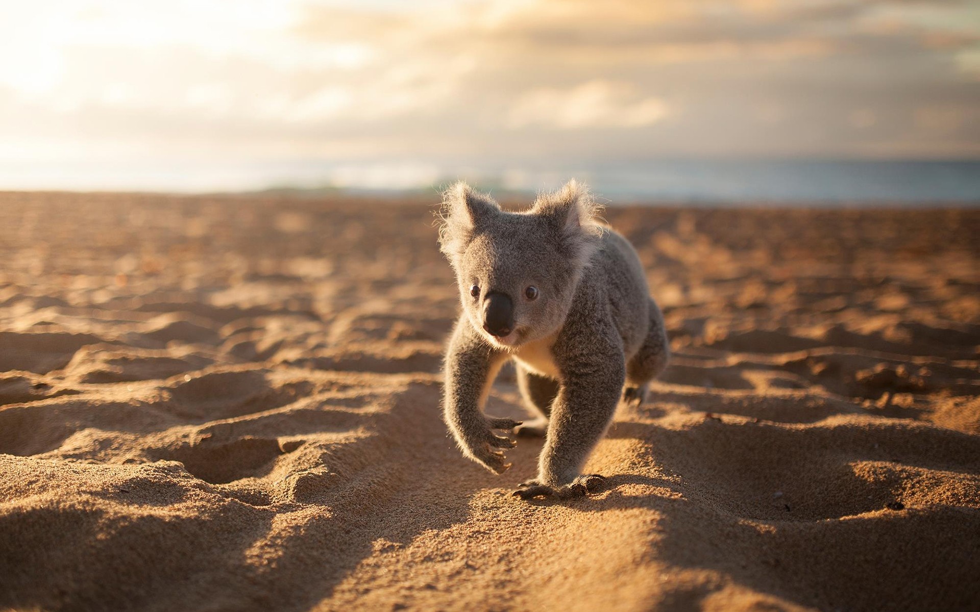 Koala walking on a sandy beach at sunrise HD Wallpaper
