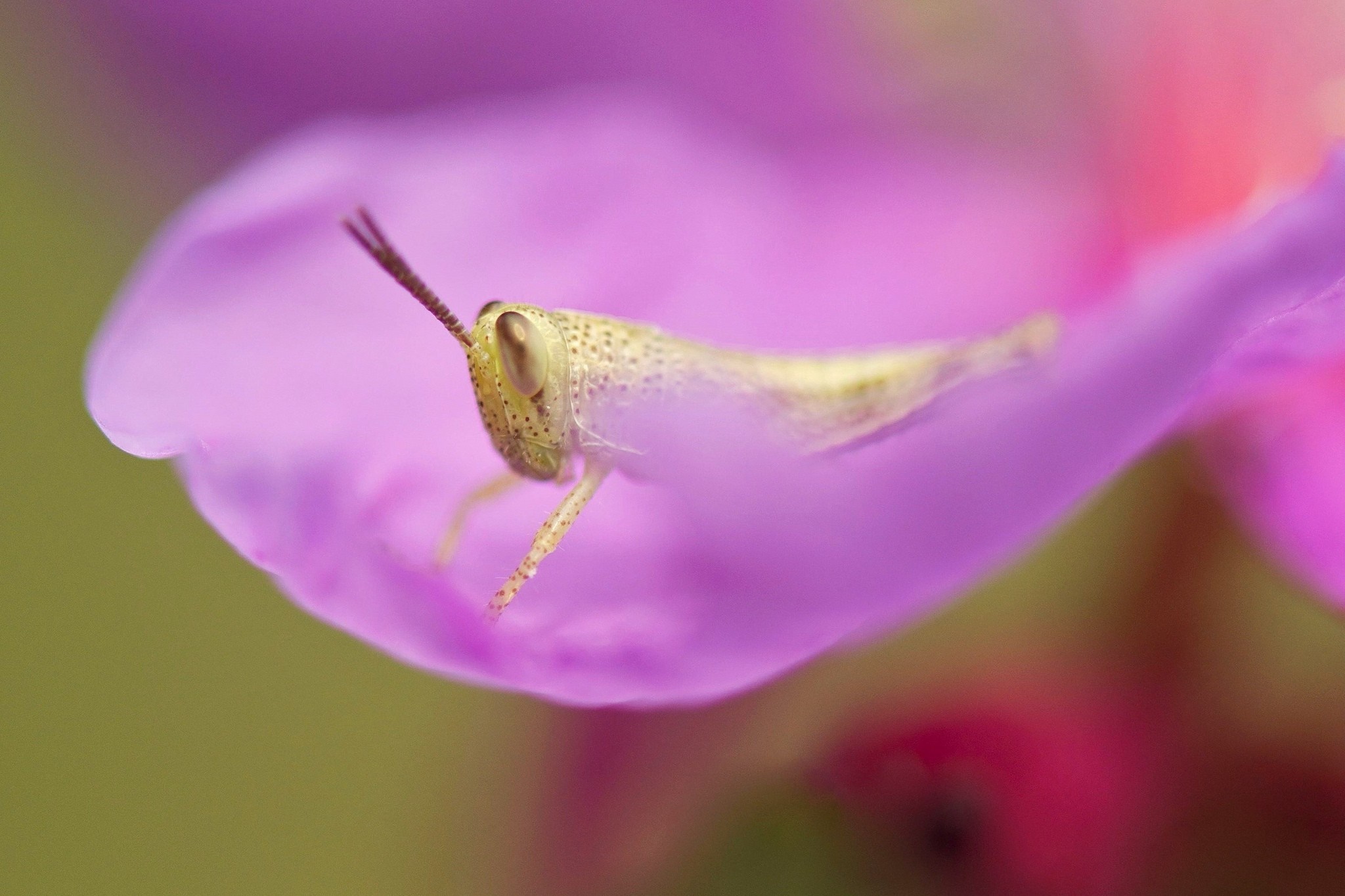 Grasshopper on a pink flower petal HD Wallpaper