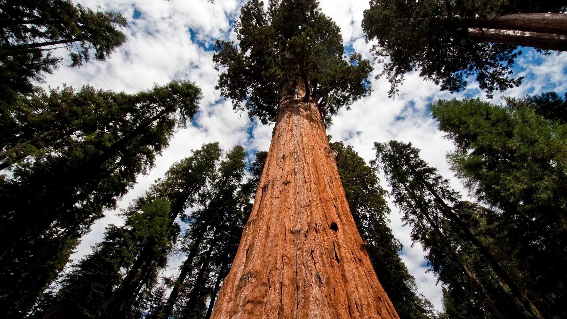 Giant Sequoia tree looking up at the sky HD Wallpaper