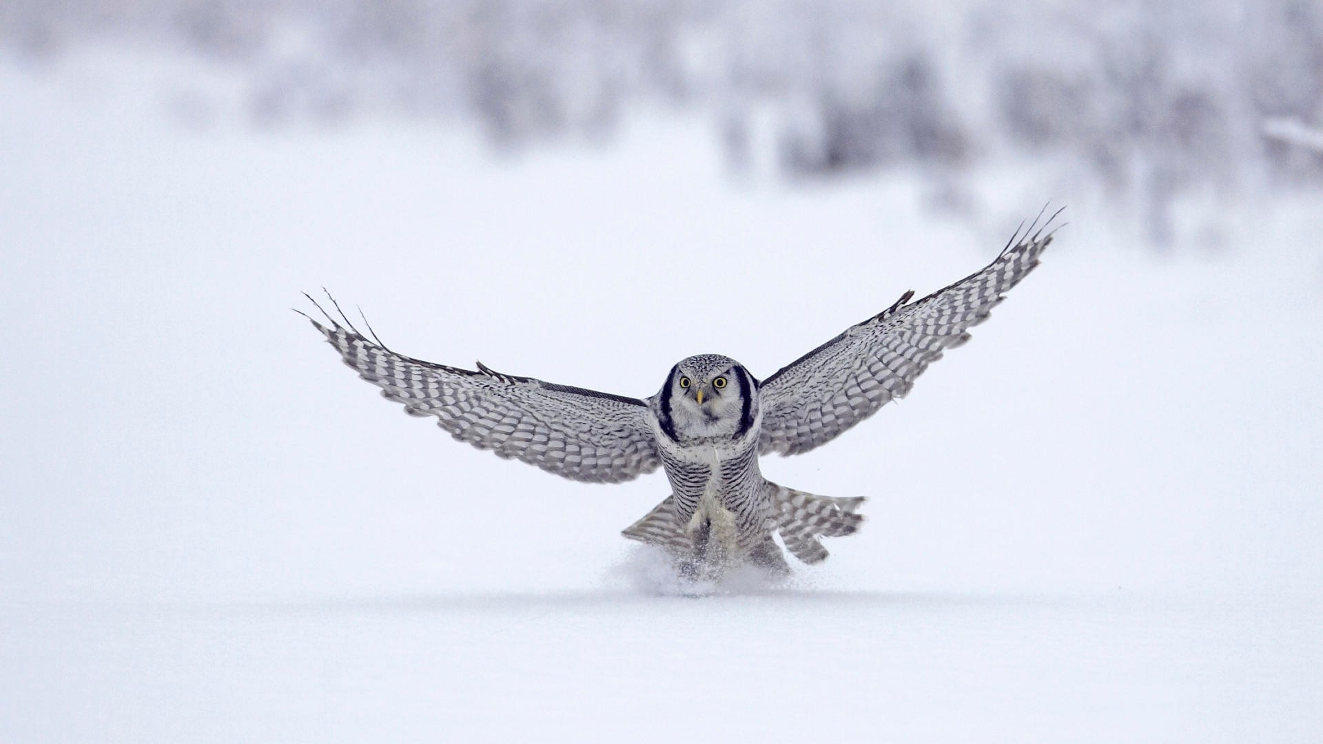 Northern Hawk Owl taking flight in snow HD Wallpaper