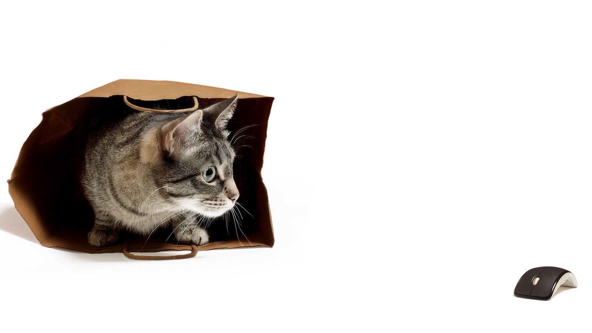 Cat in a paper bag with a computer mouse HD Wallpaper