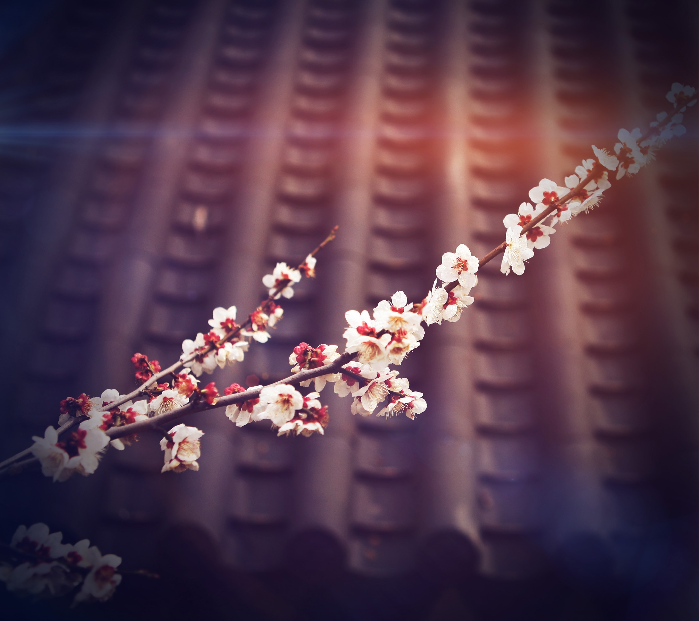 Cherry blossoms on a rooftop HD Wallpaper