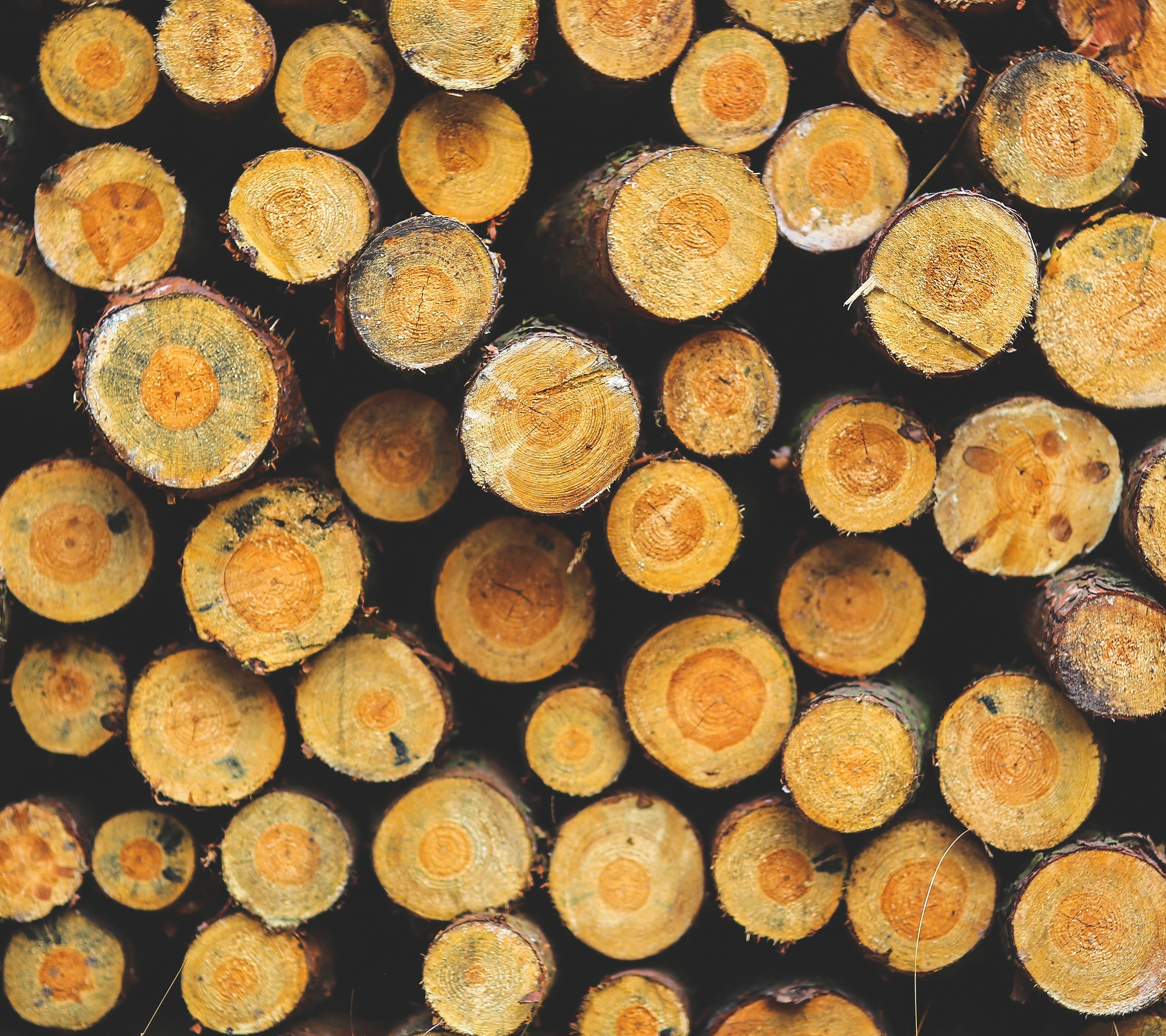 Stack of cut tree trunks HD Wallpaper