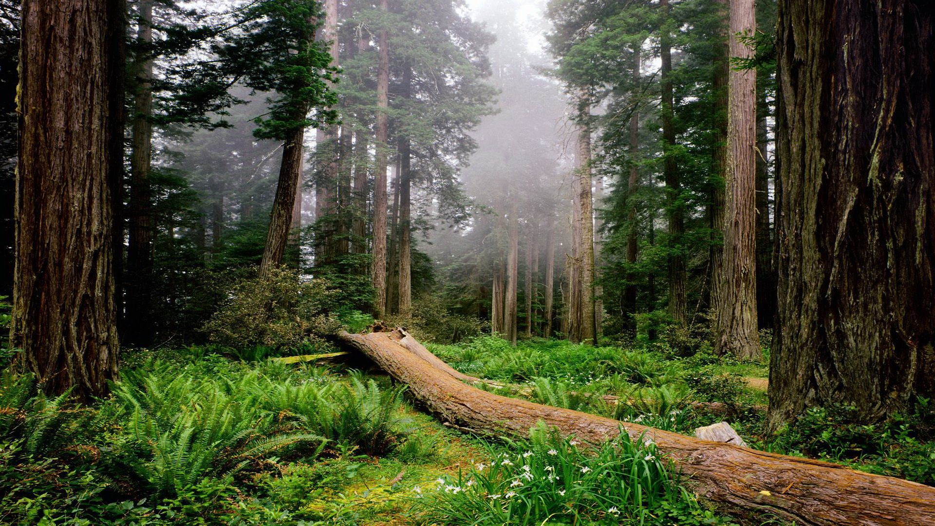 Redwood Forest with Fallen Tree and Ferns HD Wallpaper