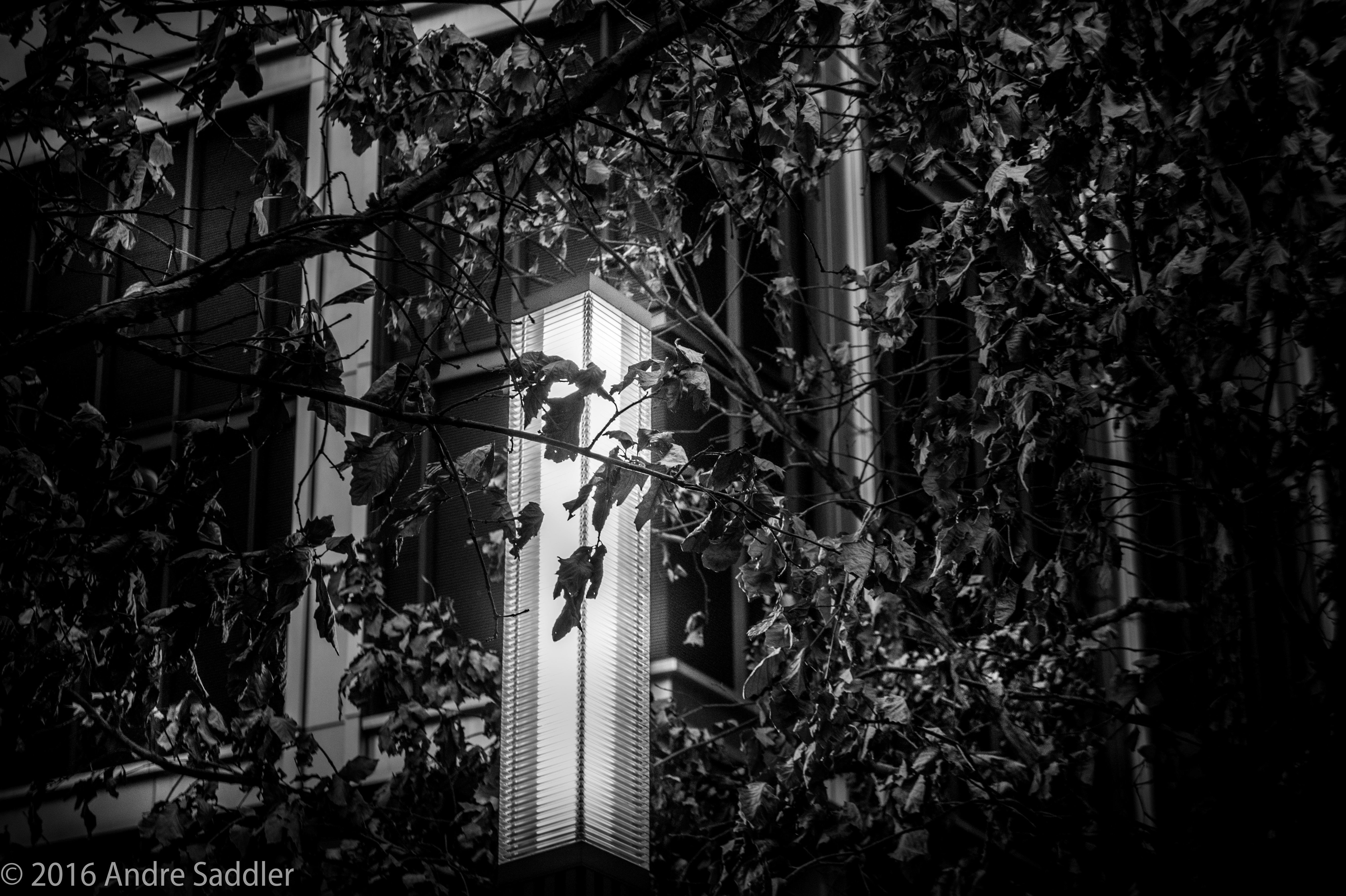 Street light behind leaves at night HD Wallpaper