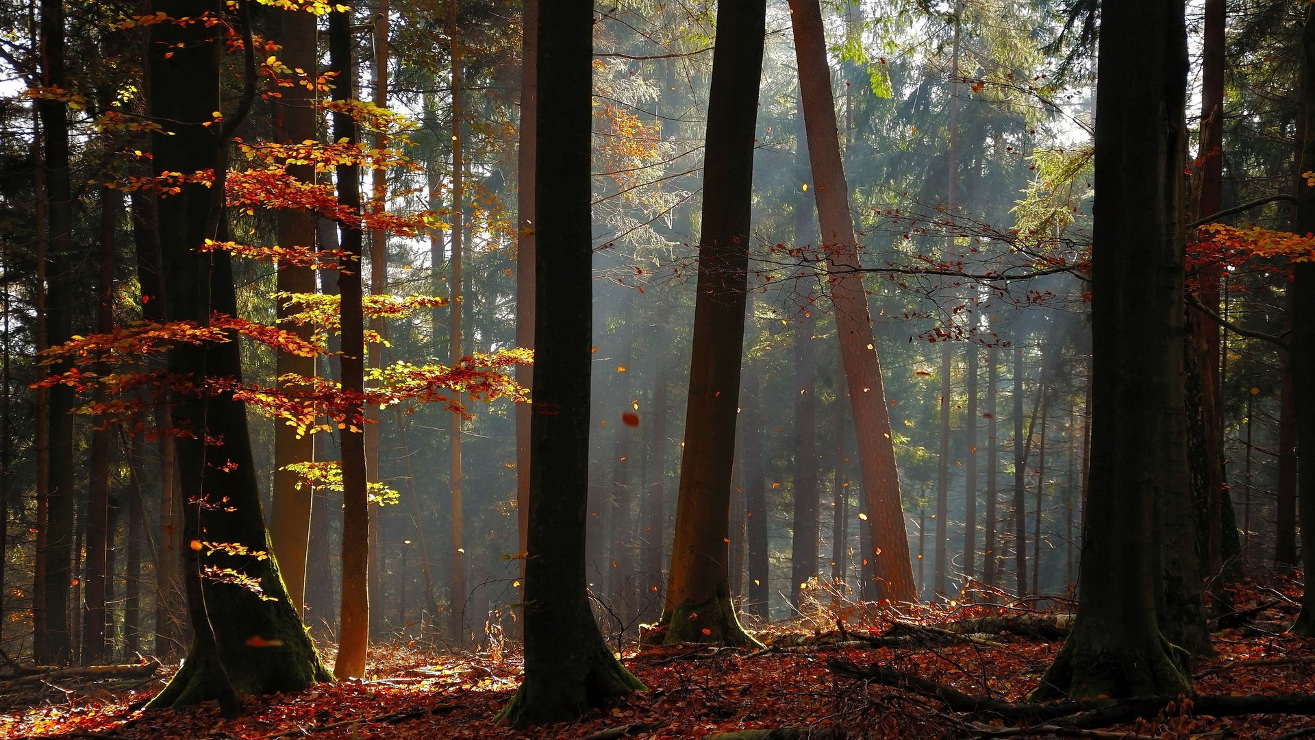 Sunlight filtering through autumn forest trees HD Wallpaper