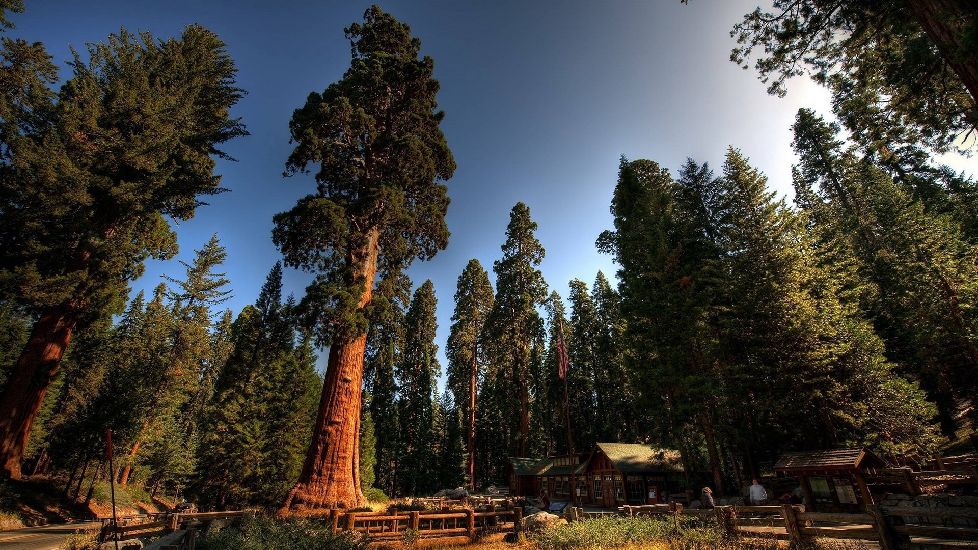 Giant Sequoia trees and a visitor center in a forest HD Wallpaper