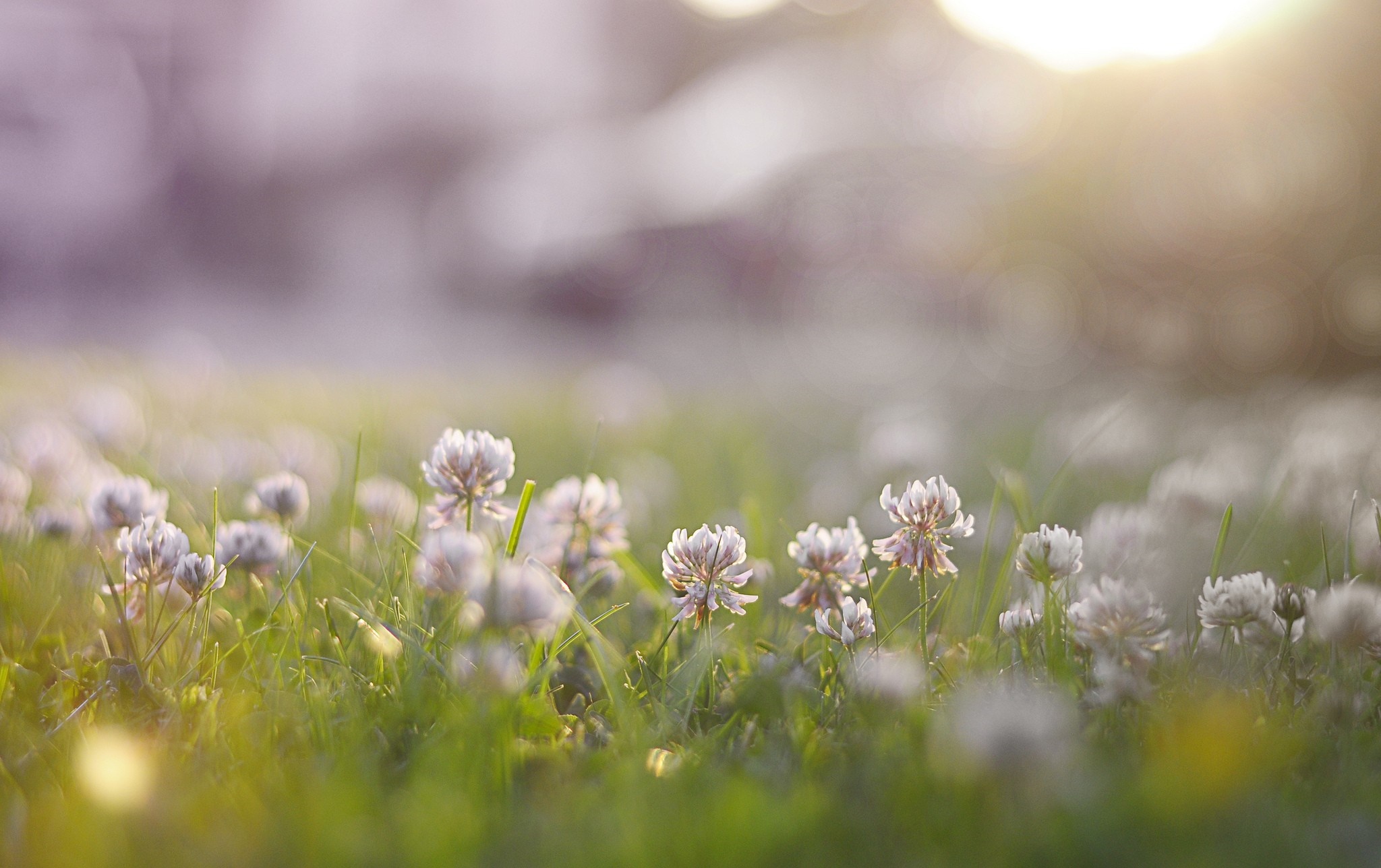 Close-up of white clover flowers in green grass at sunrise HD Wallpaper