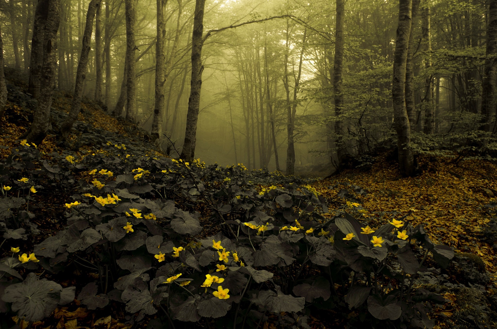 Yellow flowers in a misty forest during autumn HD Wallpaper