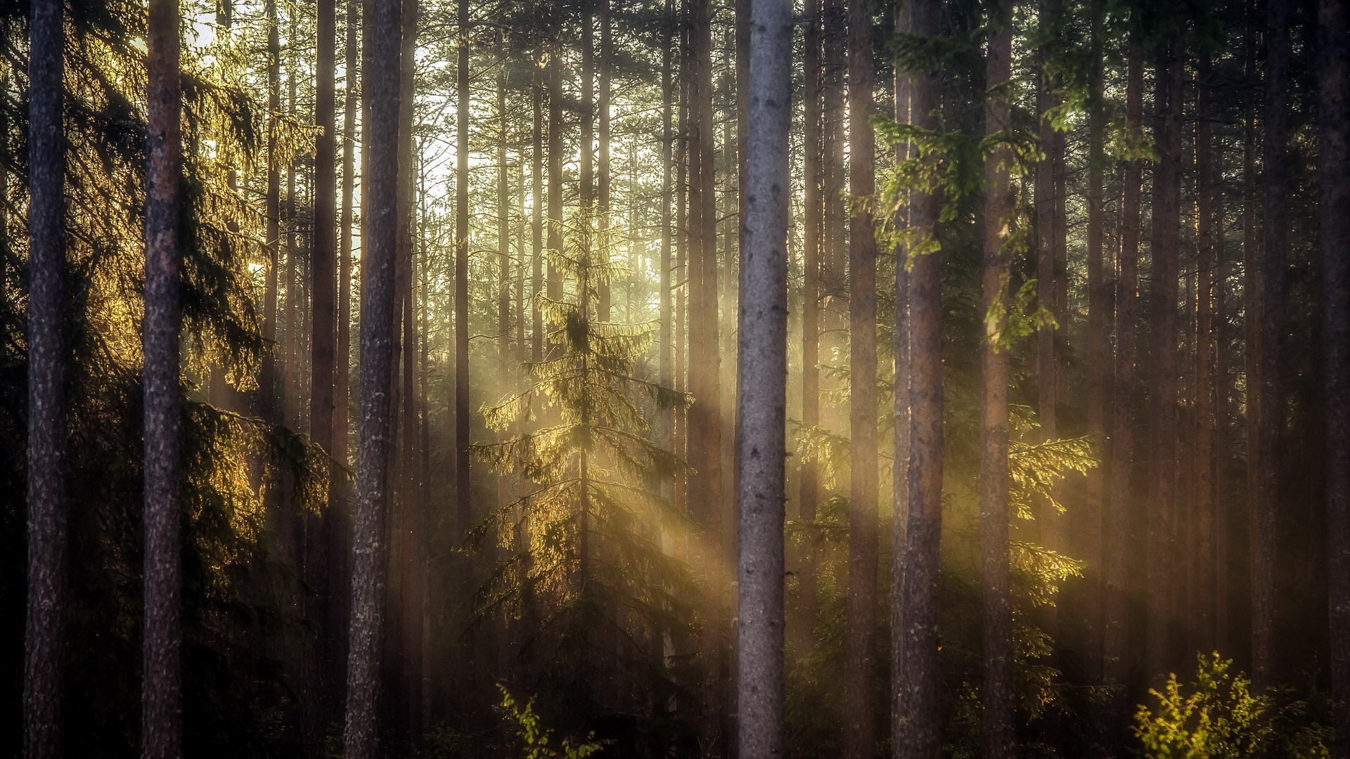 Sunlight beams through a dense forest of tall trees HD Wallpaper
