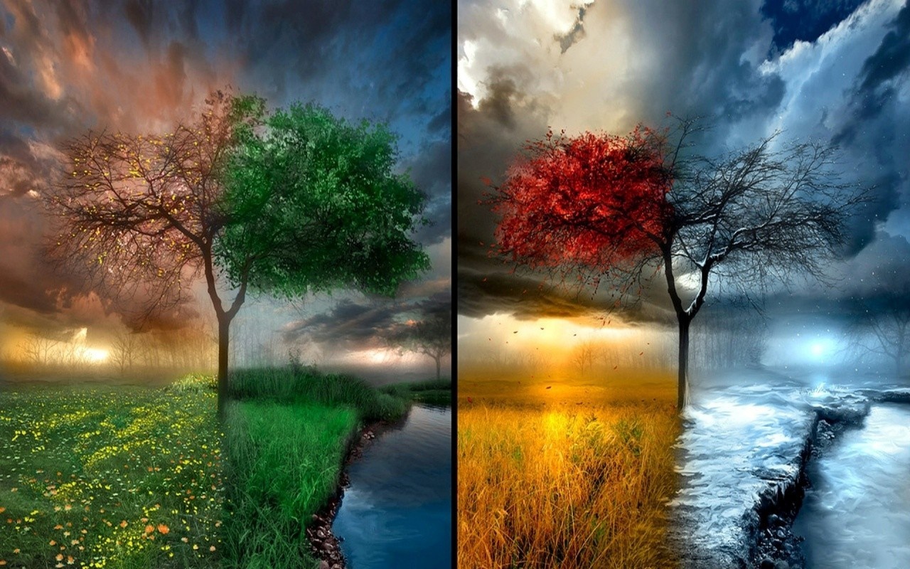 Four Seasons Tree Divided Landscape HD Wallpaper