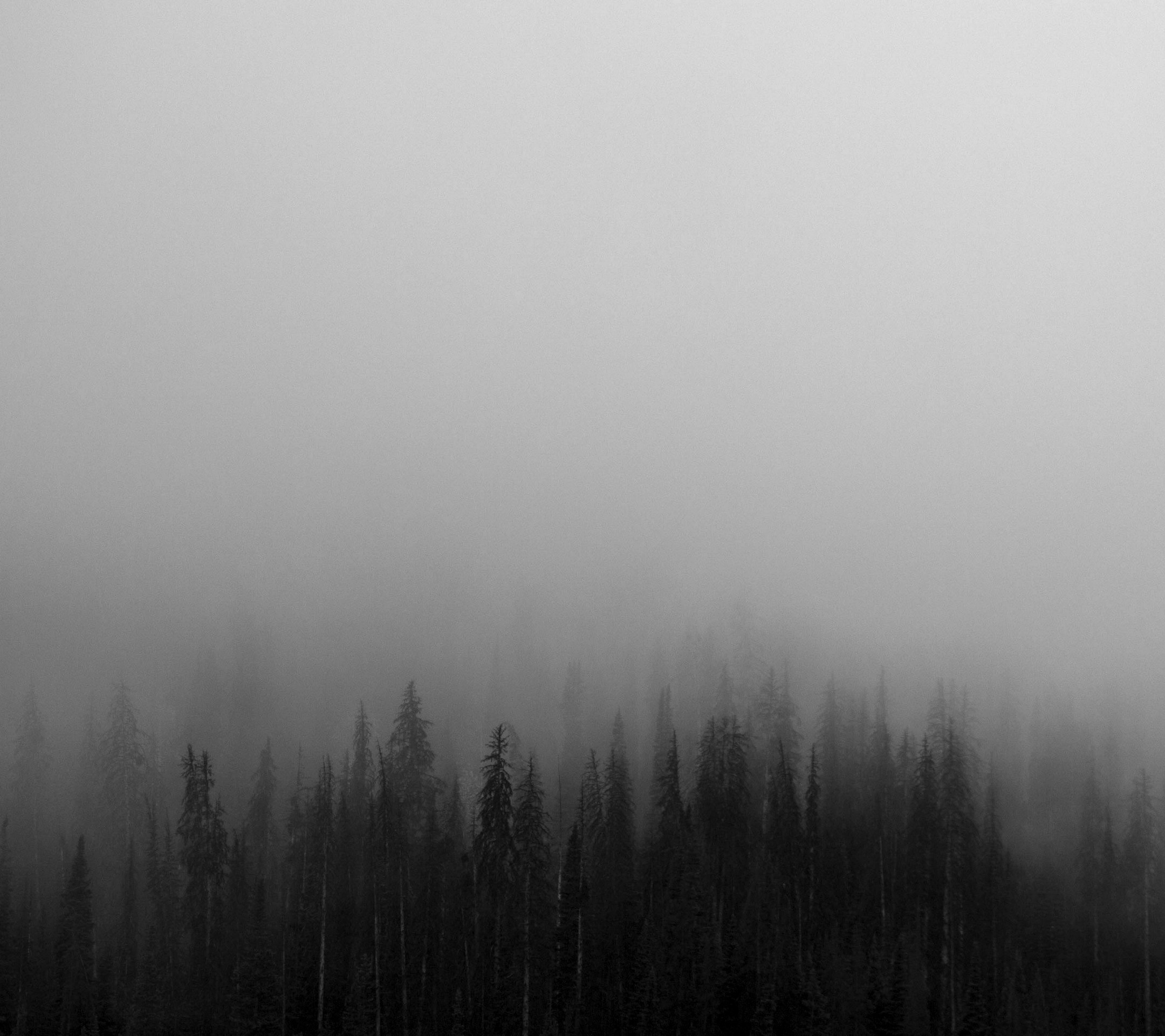 Dark forest shrouded in mist HD Wallpaper