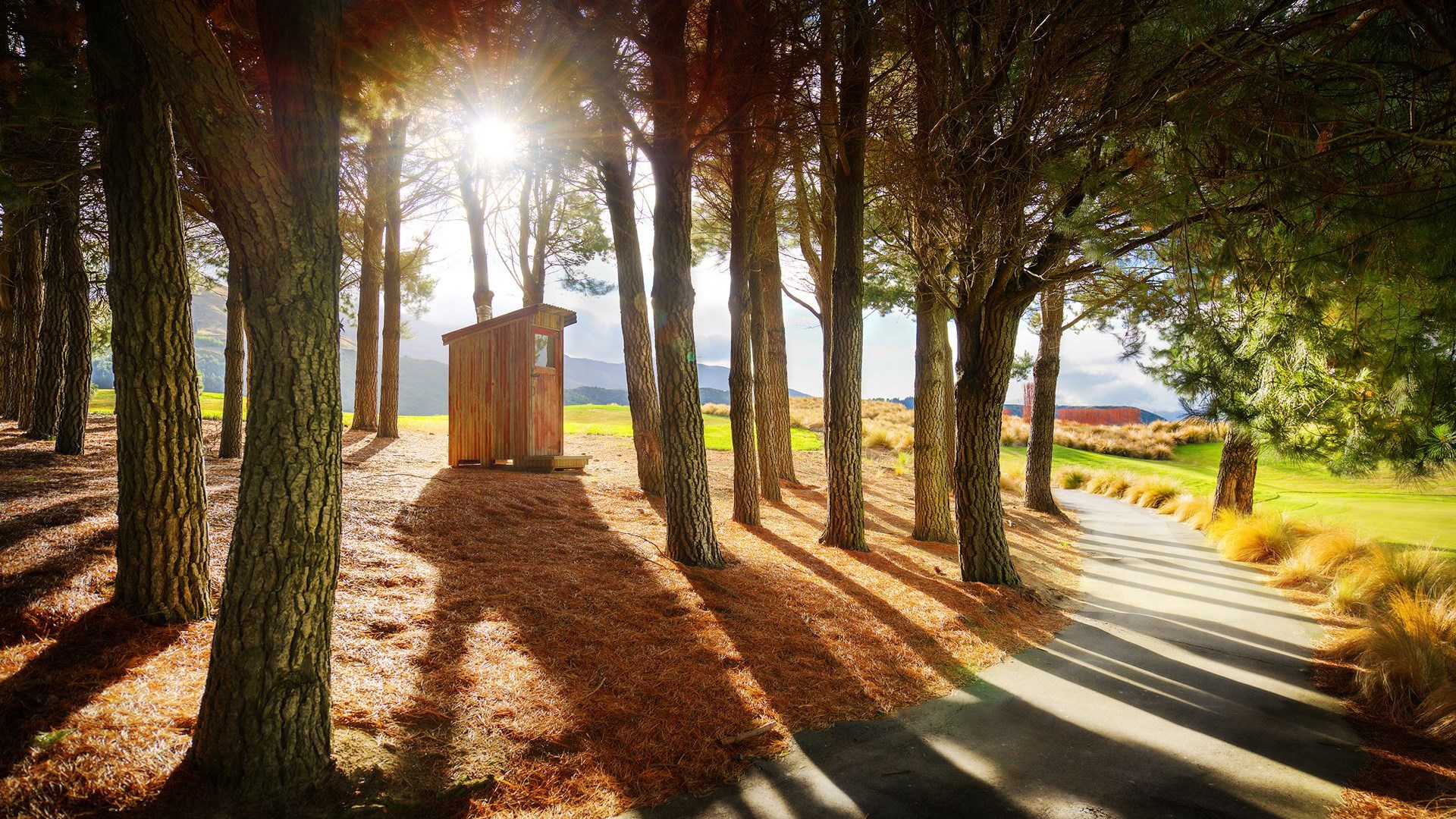 Wooden shed in a pine forest with a path HD Wallpaper