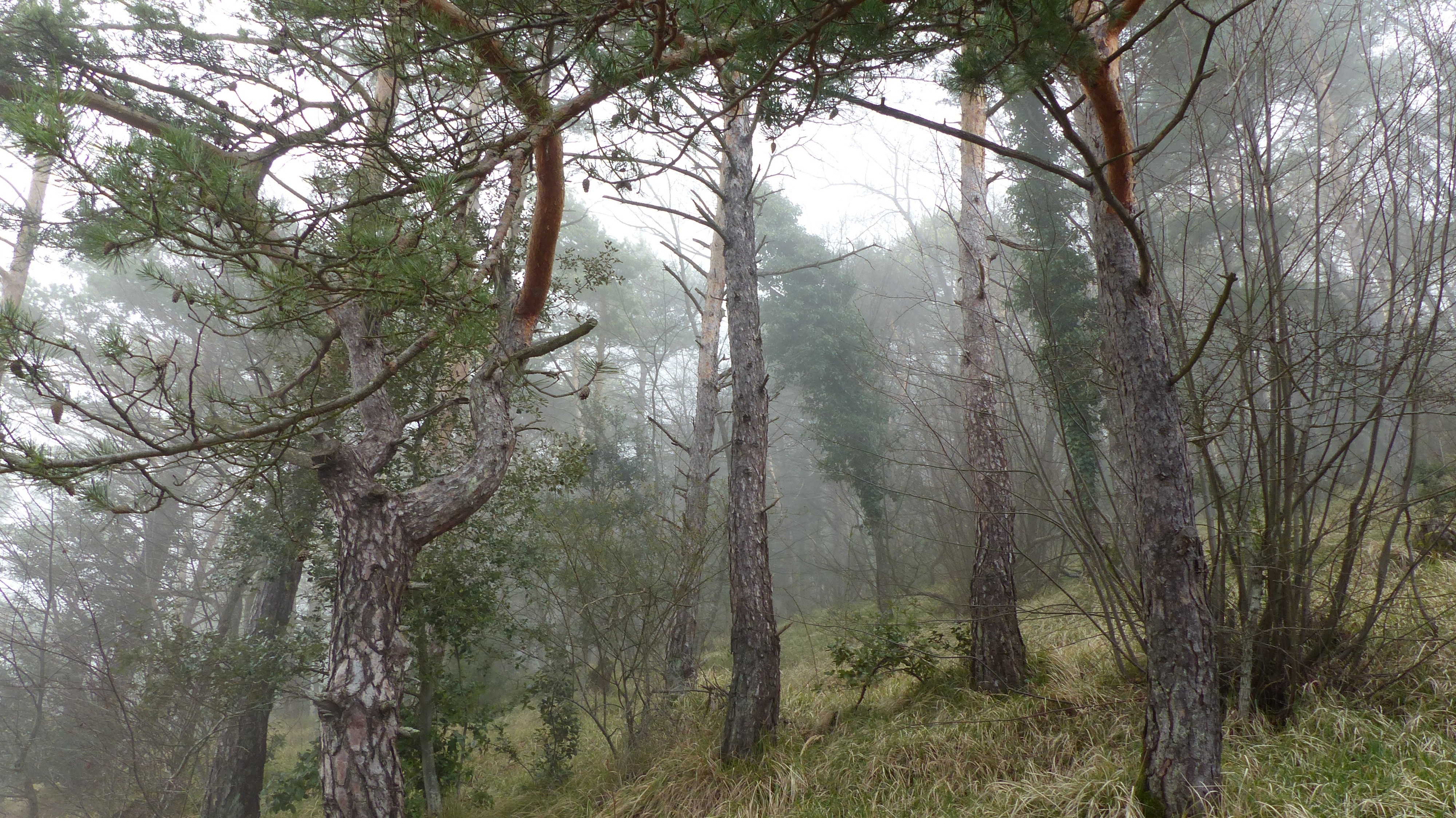 Misty forest with tall pine trees and dry grass HD Wallpaper