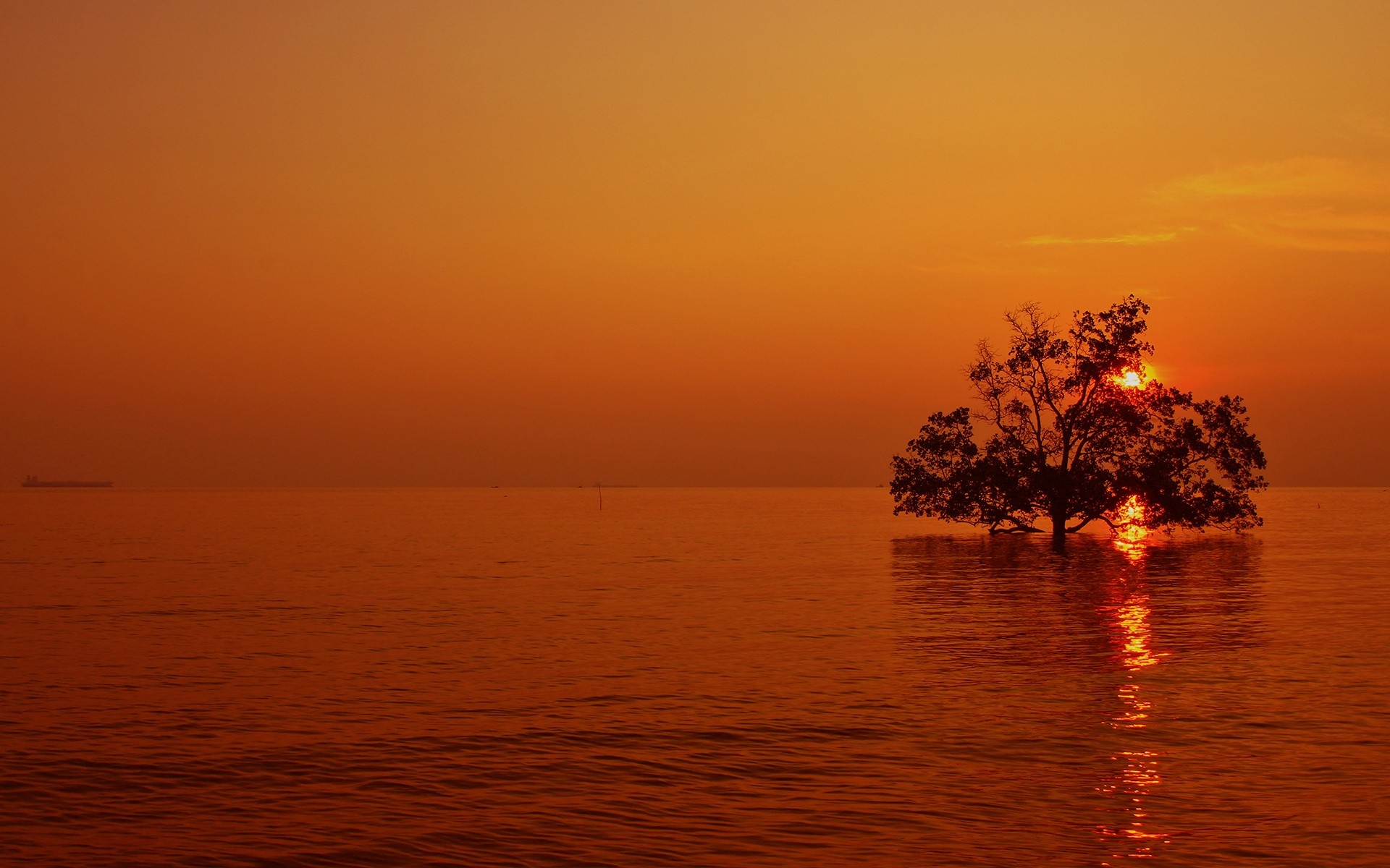 Tree in the sea during sunset HD Wallpaper