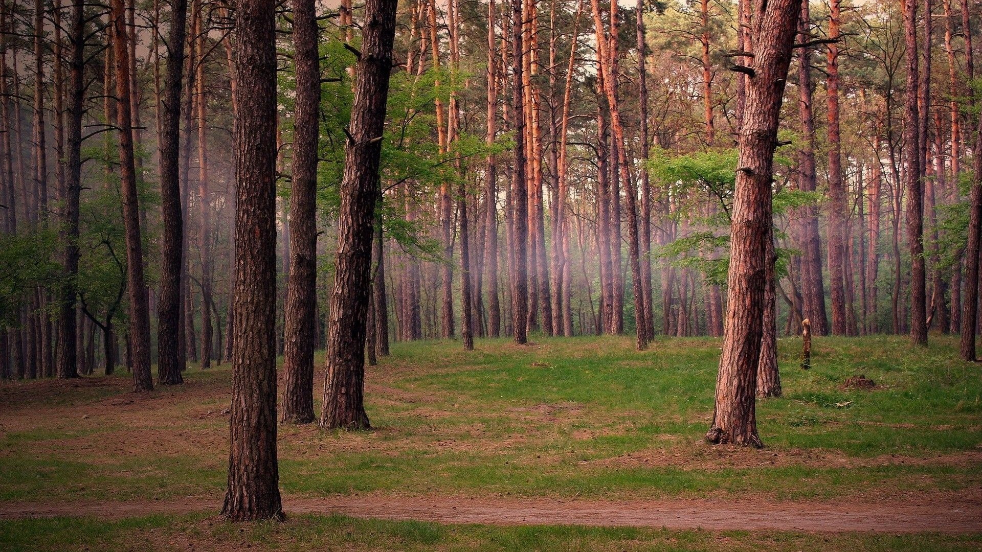 A sunlit forest path with tall pine trees HD Wallpaper