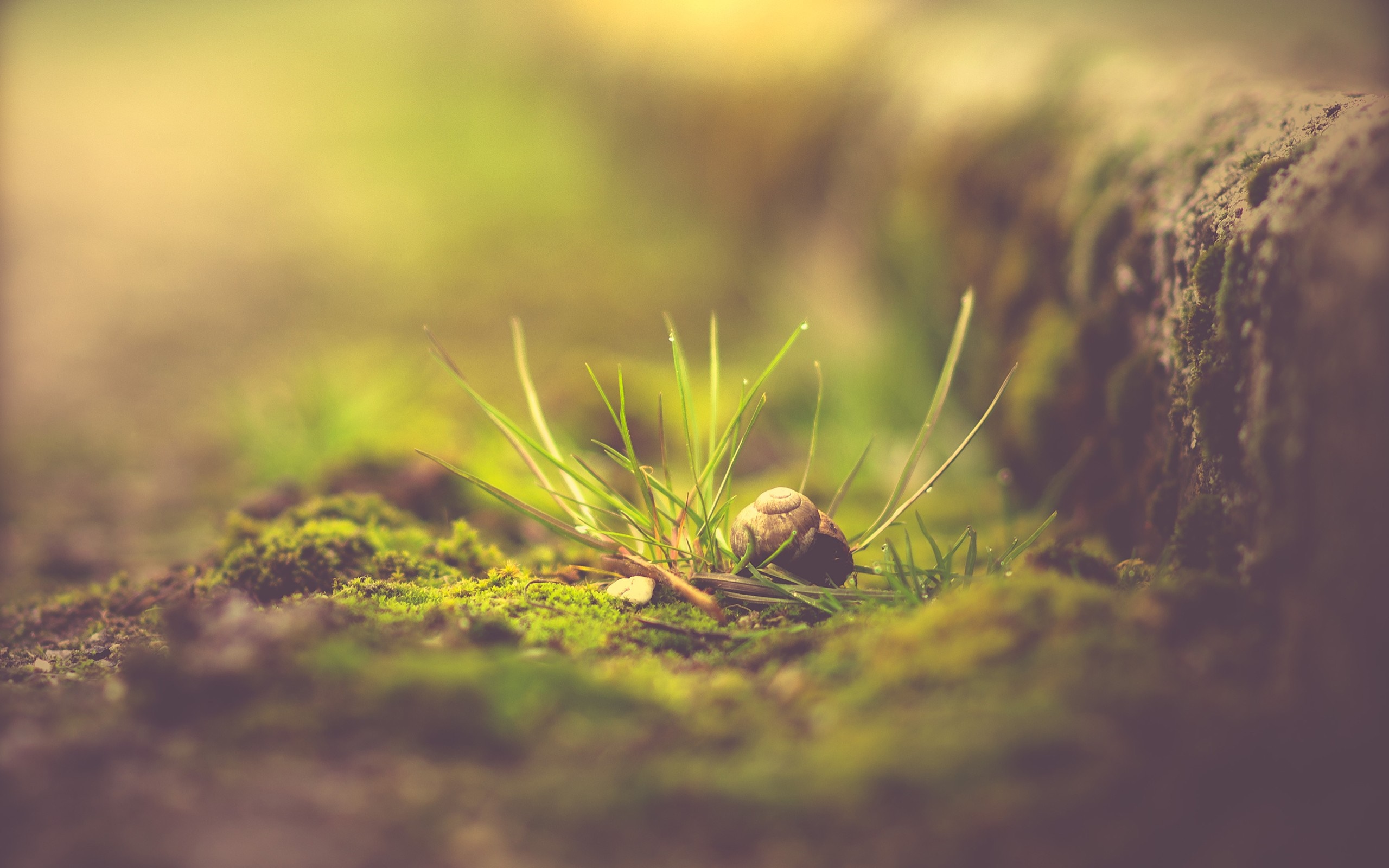 Snail shell on grass with morning dew HD Wallpaper