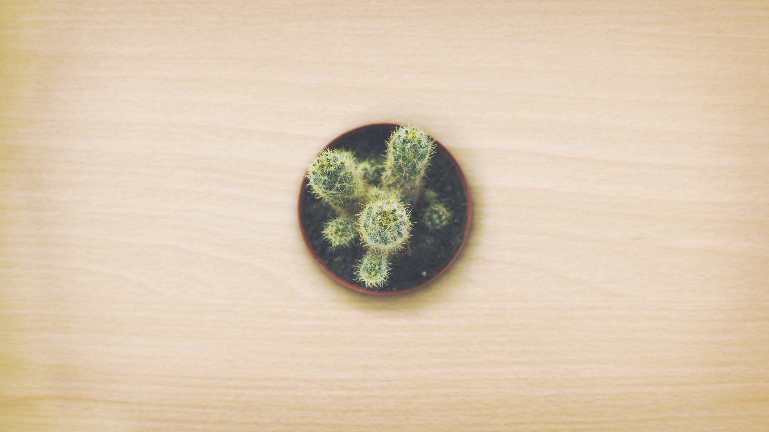 Potted cactus on a wooden surface HD Wallpaper