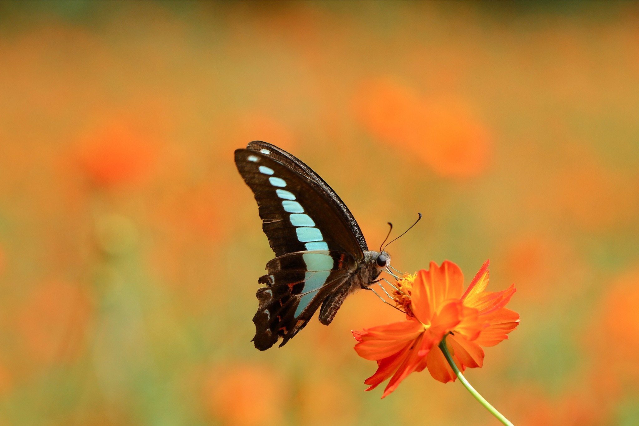 Butterfly on an orange flower HD Wallpaper