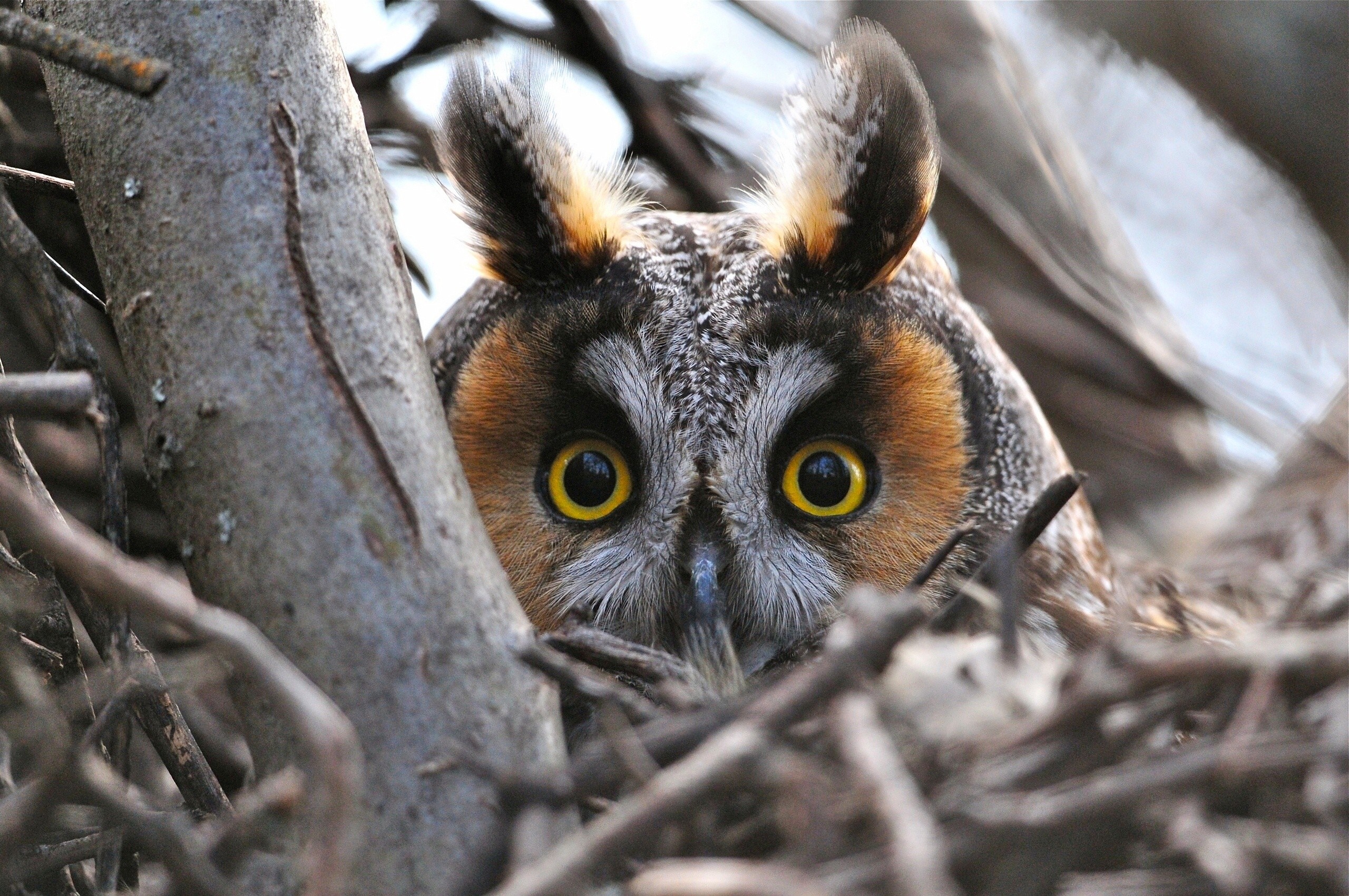 Close-up of a Long-eared Owl peeking from branches HD Wallpaper