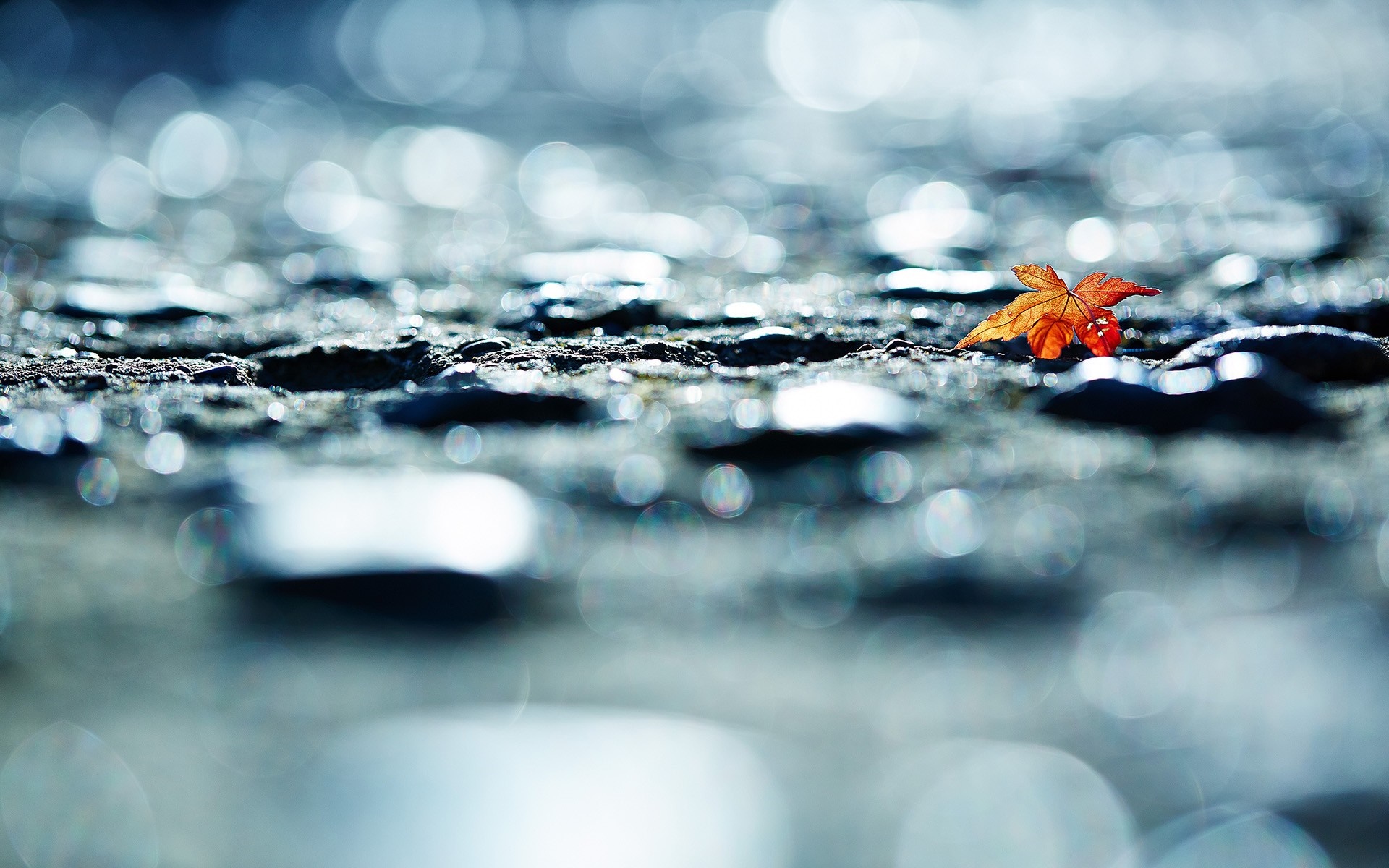 Close-up of a single orange leaf on wet, reflective ground HD Wallpaper