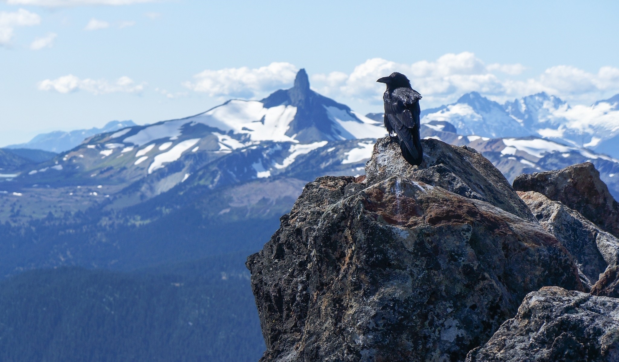 Raven perched on a rock with snowy mountains in the background HD Wallpaper