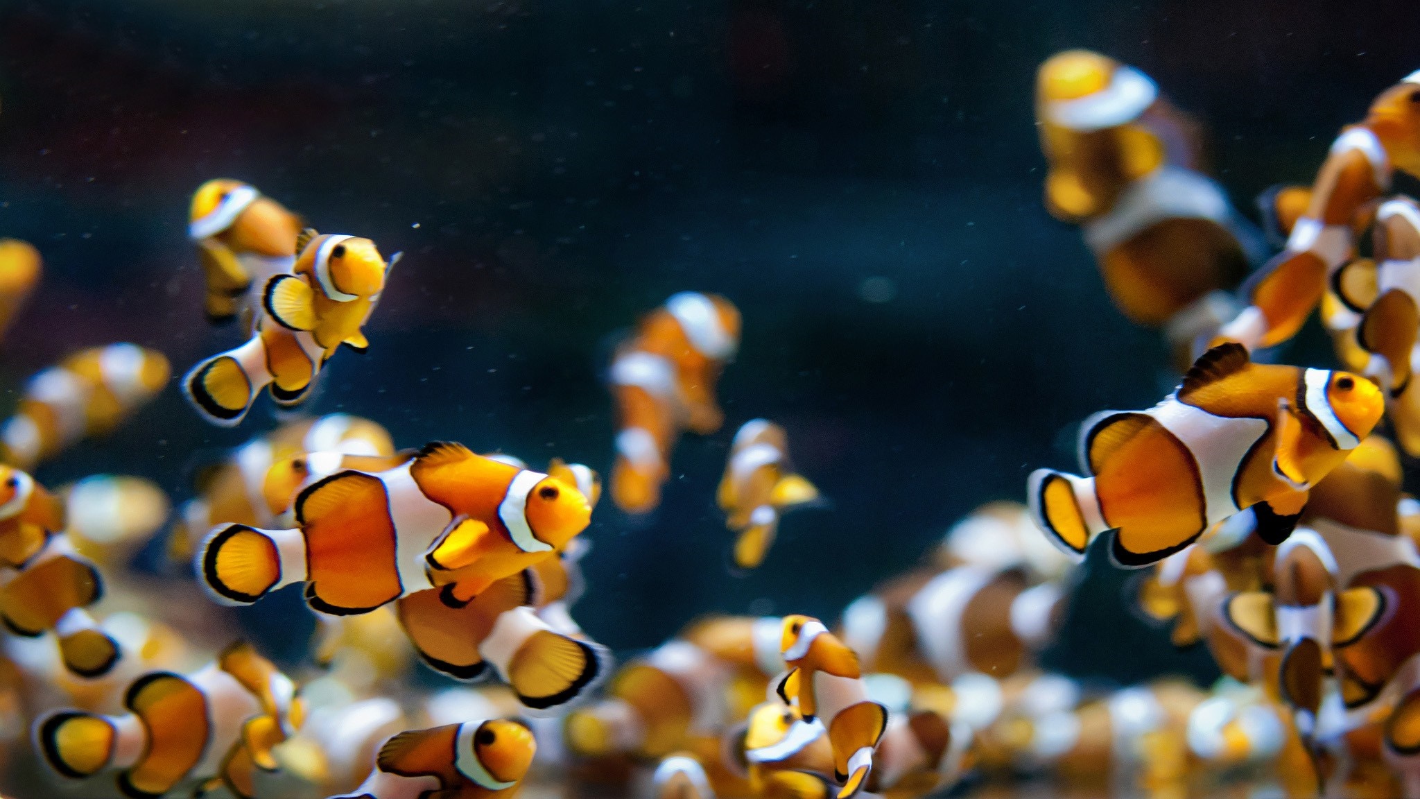 A school of clownfish swimming underwater HD Wallpaper