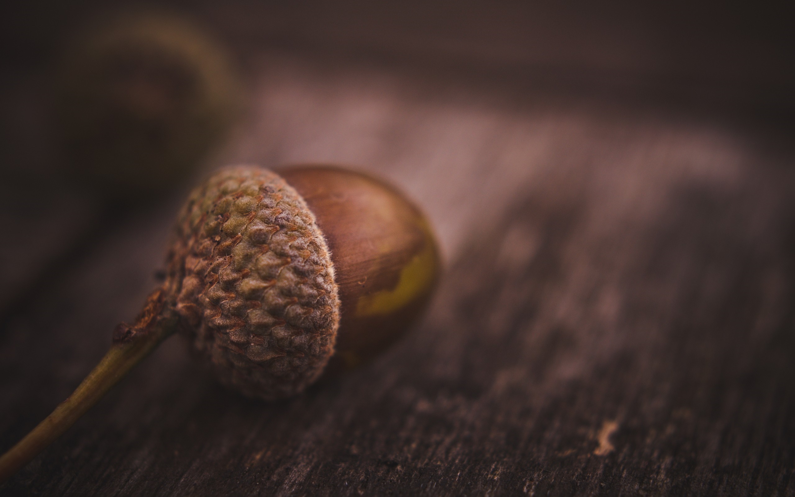 Close-up of an acorn on a wooden surface HD Wallpaper