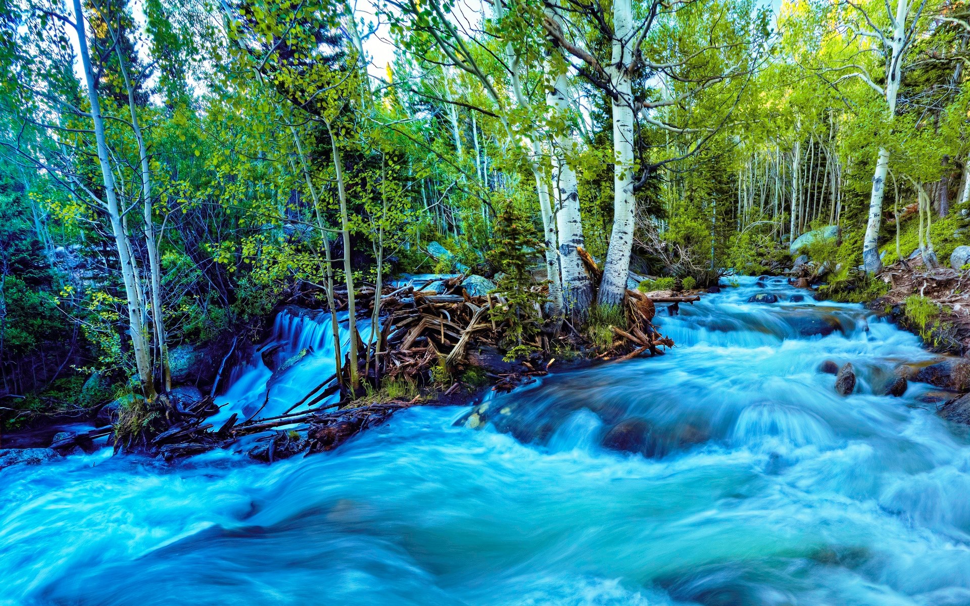 Turquoise river flowing through a forest with aspen trees HD Wallpaper