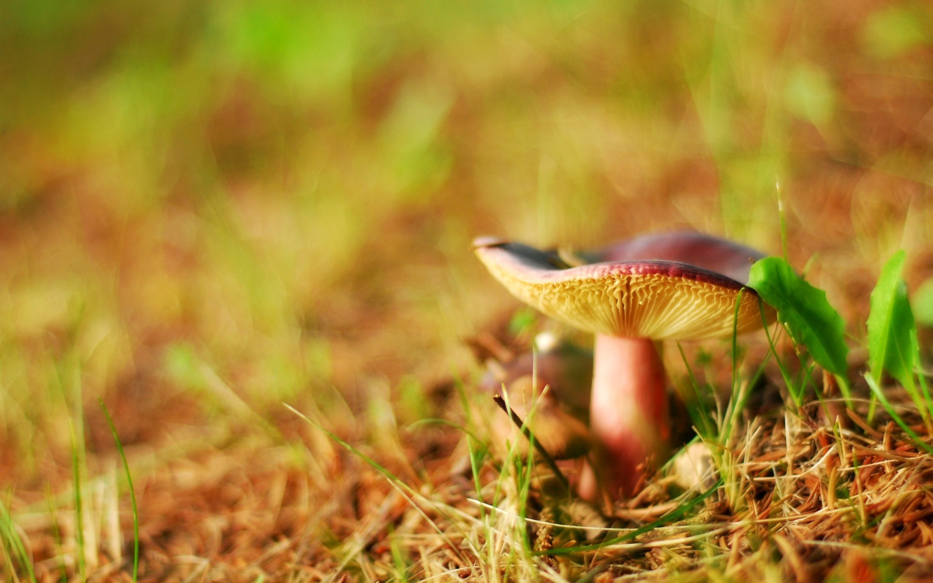 Close-up of a mushroom in dry grass HD Wallpaper