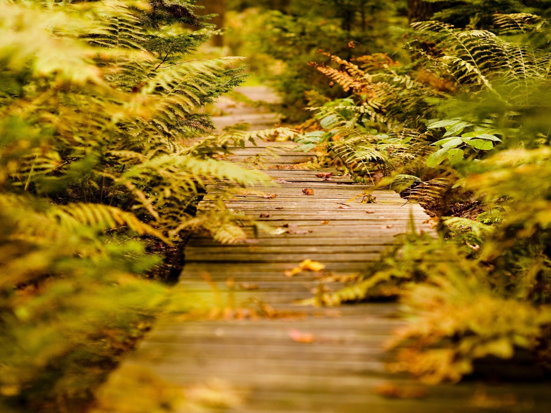 Wooden boardwalk through a forest with ferns HD Wallpaper