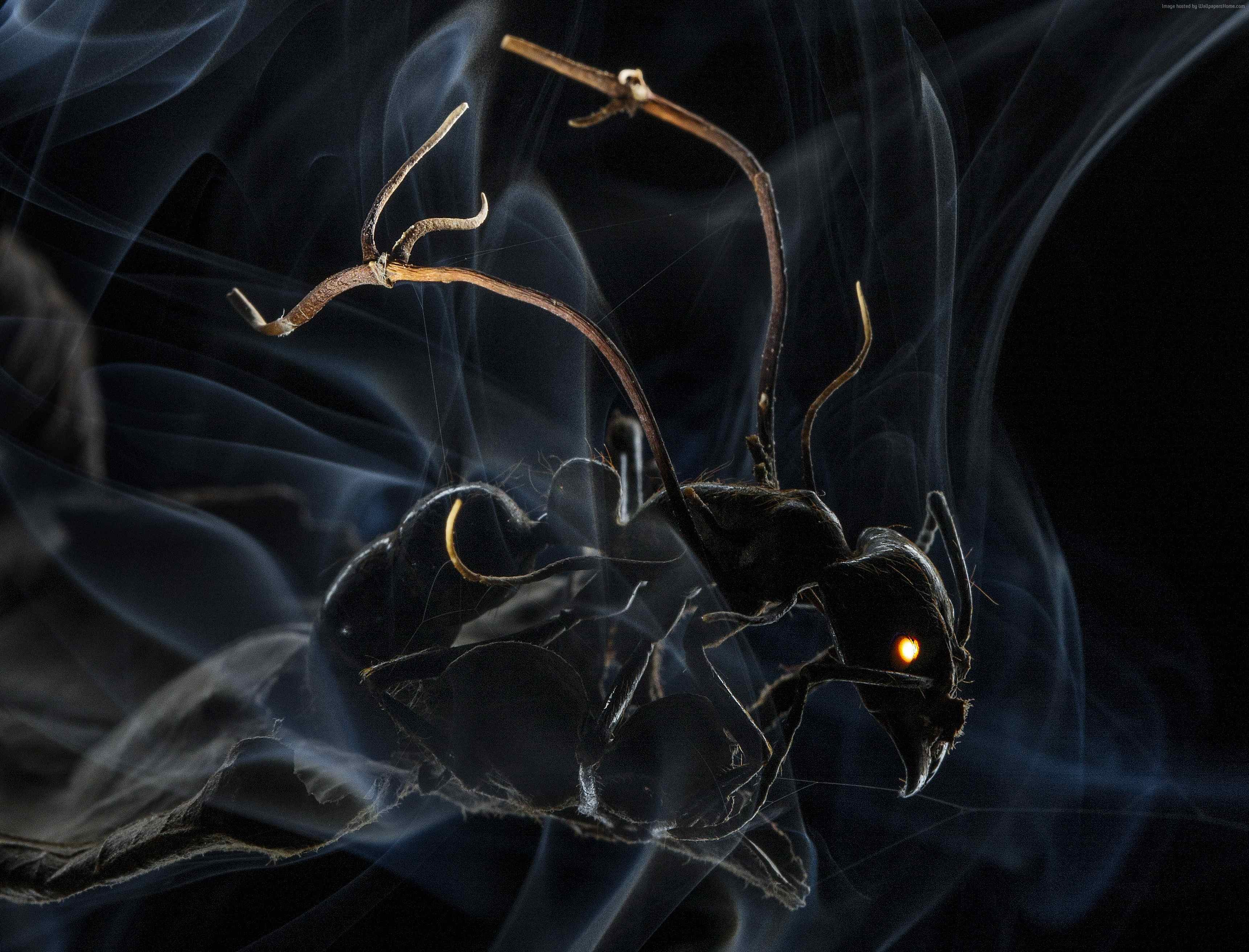 Macro shot of an ant in smoke HD Wallpaper