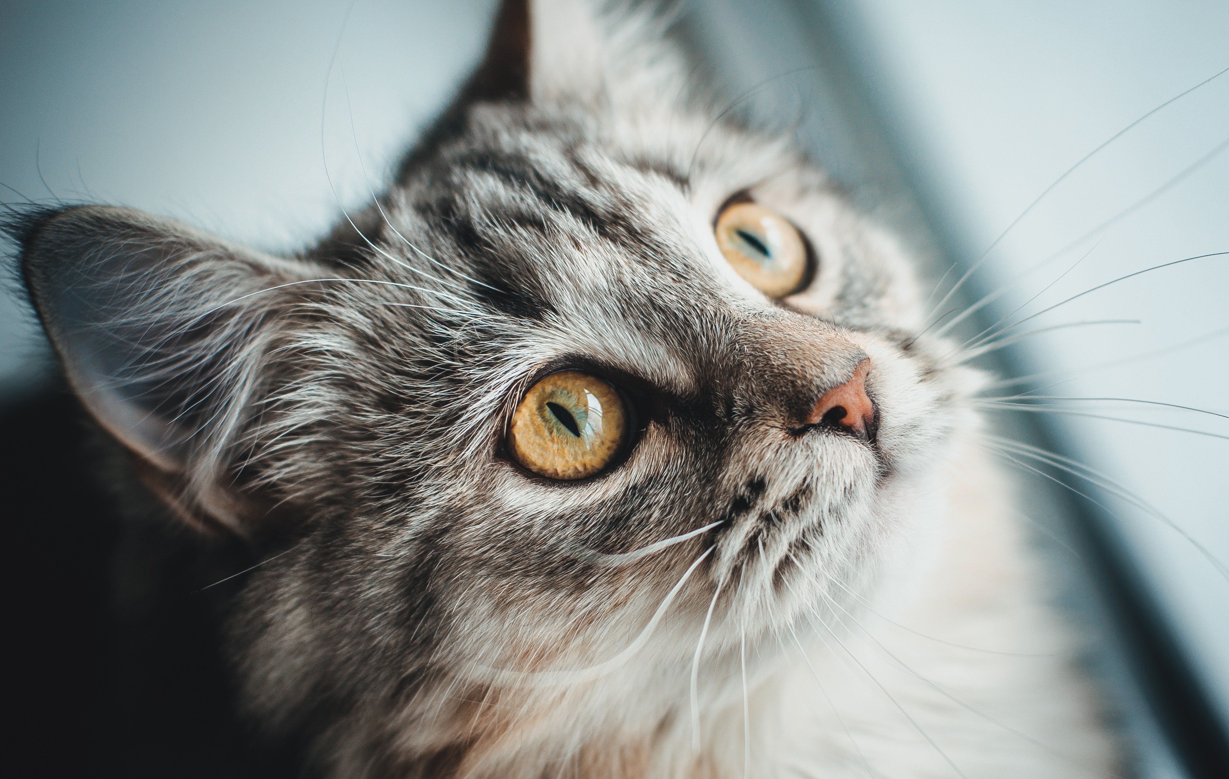Close up of a tabby cat's face HD Wallpaper