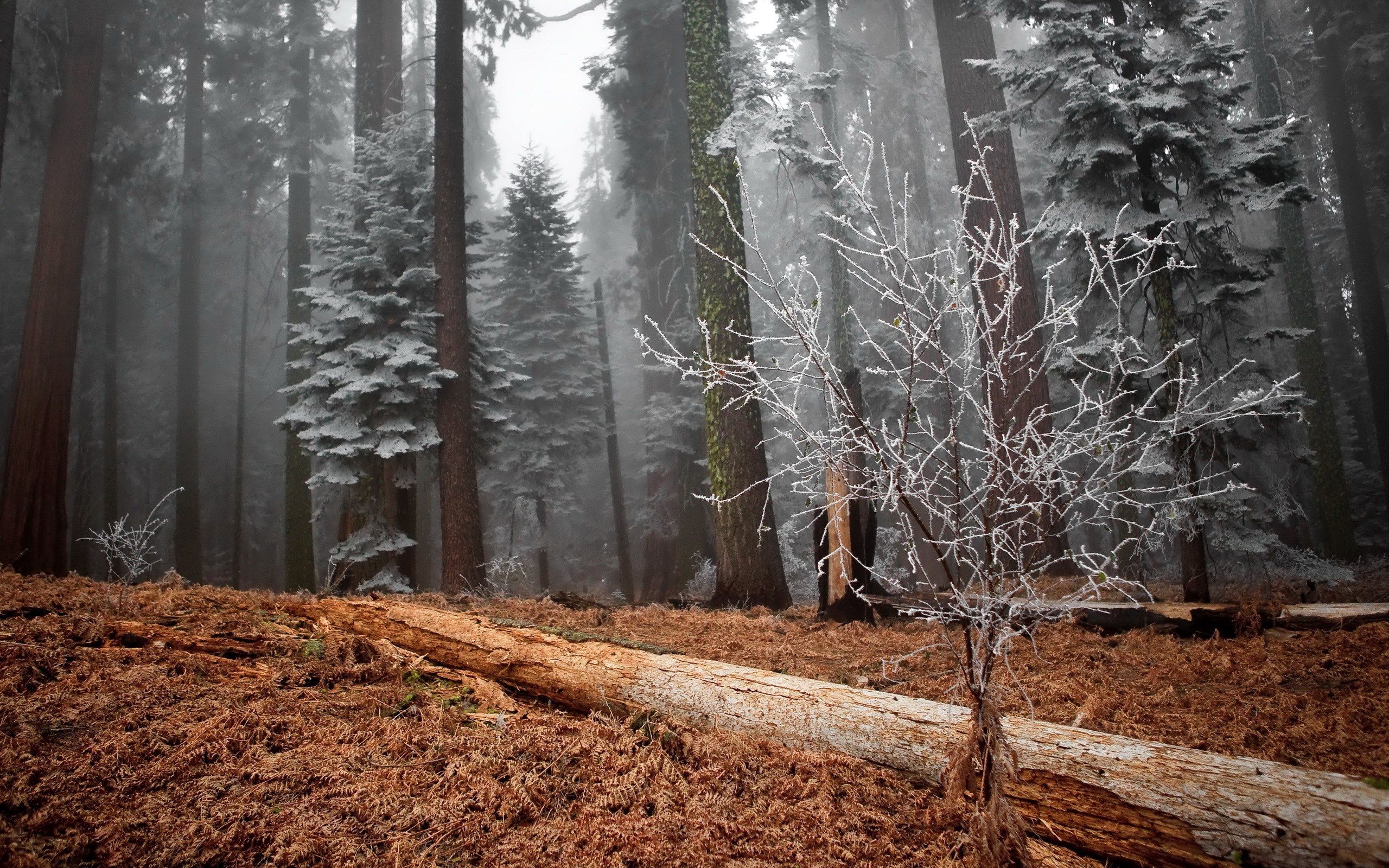 Frosty trees in a misty forest with fallen log HD Wallpaper