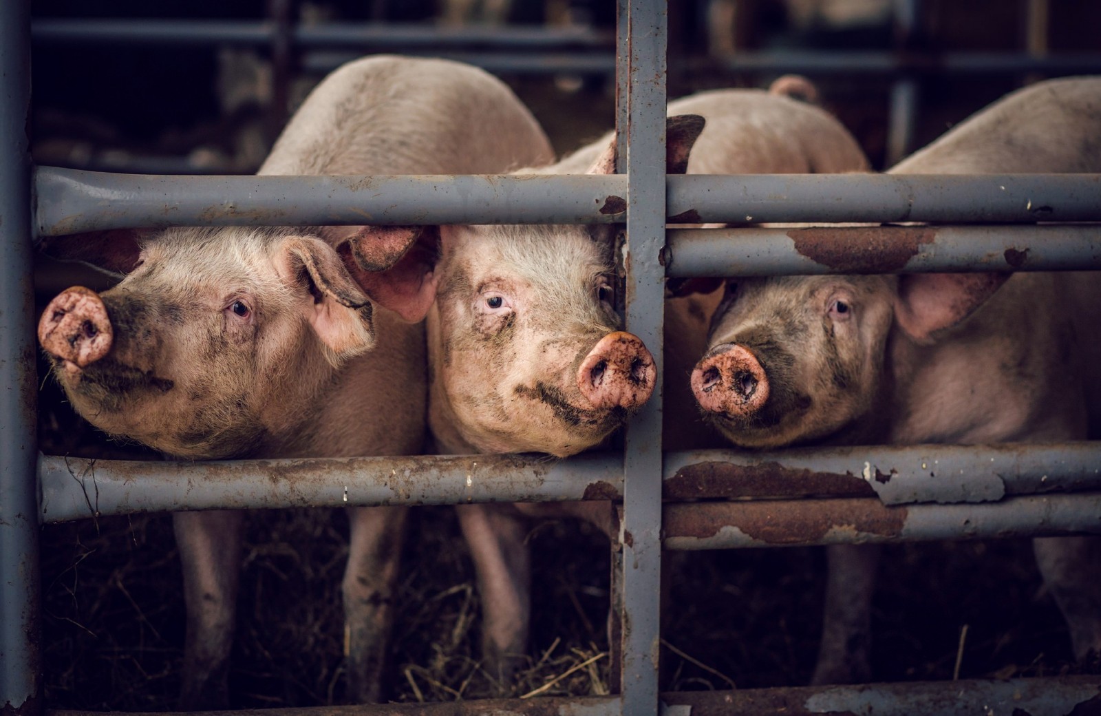 Three pigs behind metal bars in a pen HD Wallpaper