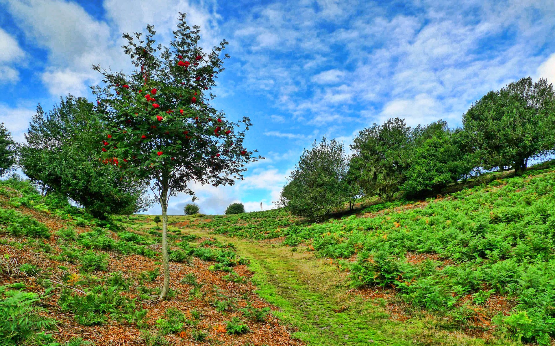 A winding path through a grassy hillside with trees HD Wallpaper