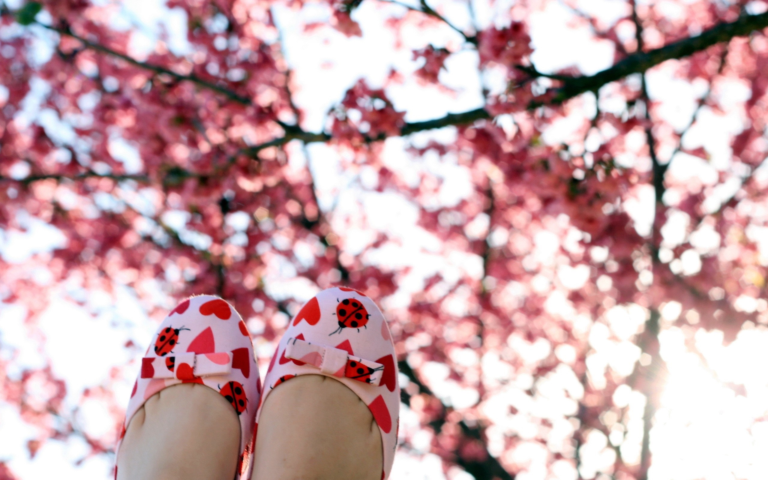 Feet wearing ladybug and heart patterned shoes under cherry blossoms HD Wallpaper