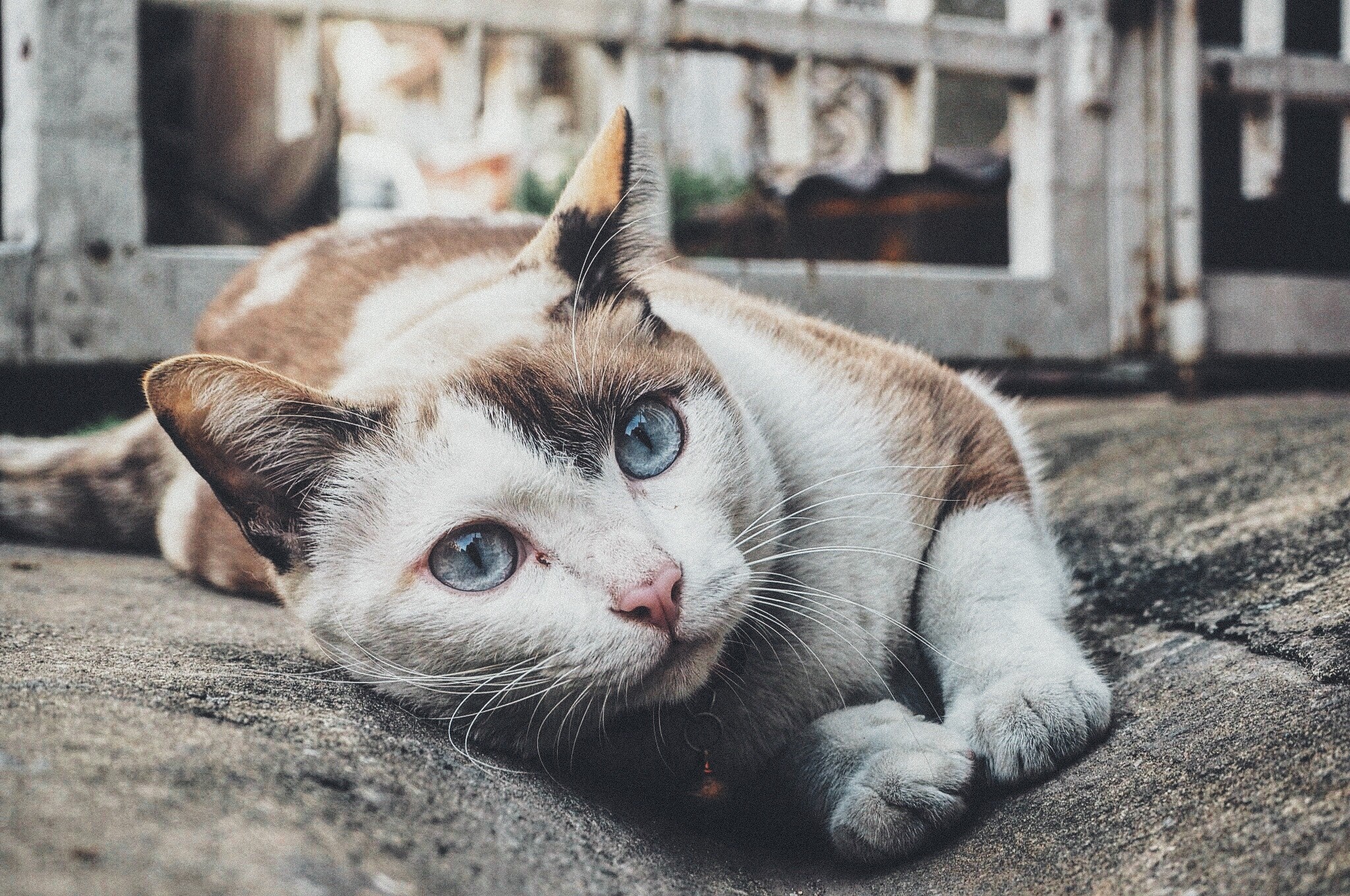 Cat with blue eyes lying on concrete HD Wallpaper