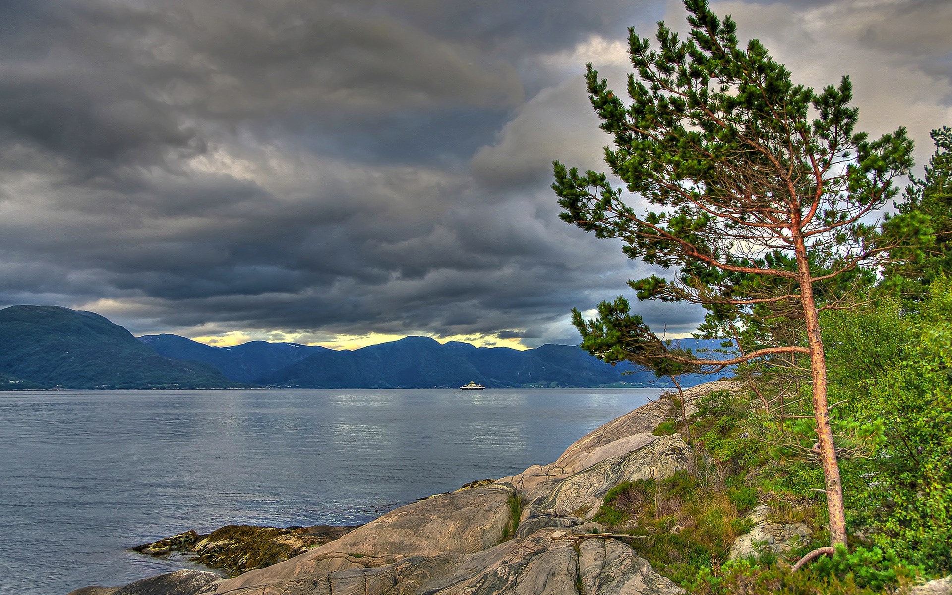 Pine tree on rocky shore overlooking a fjord HD Wallpaper