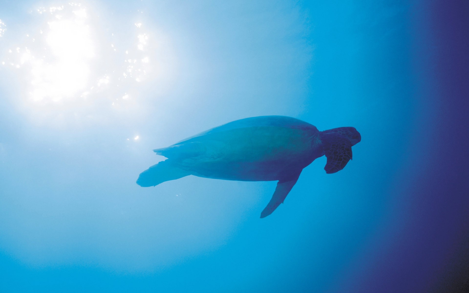 Sea turtle swimming underwater with sunlight HD Wallpaper