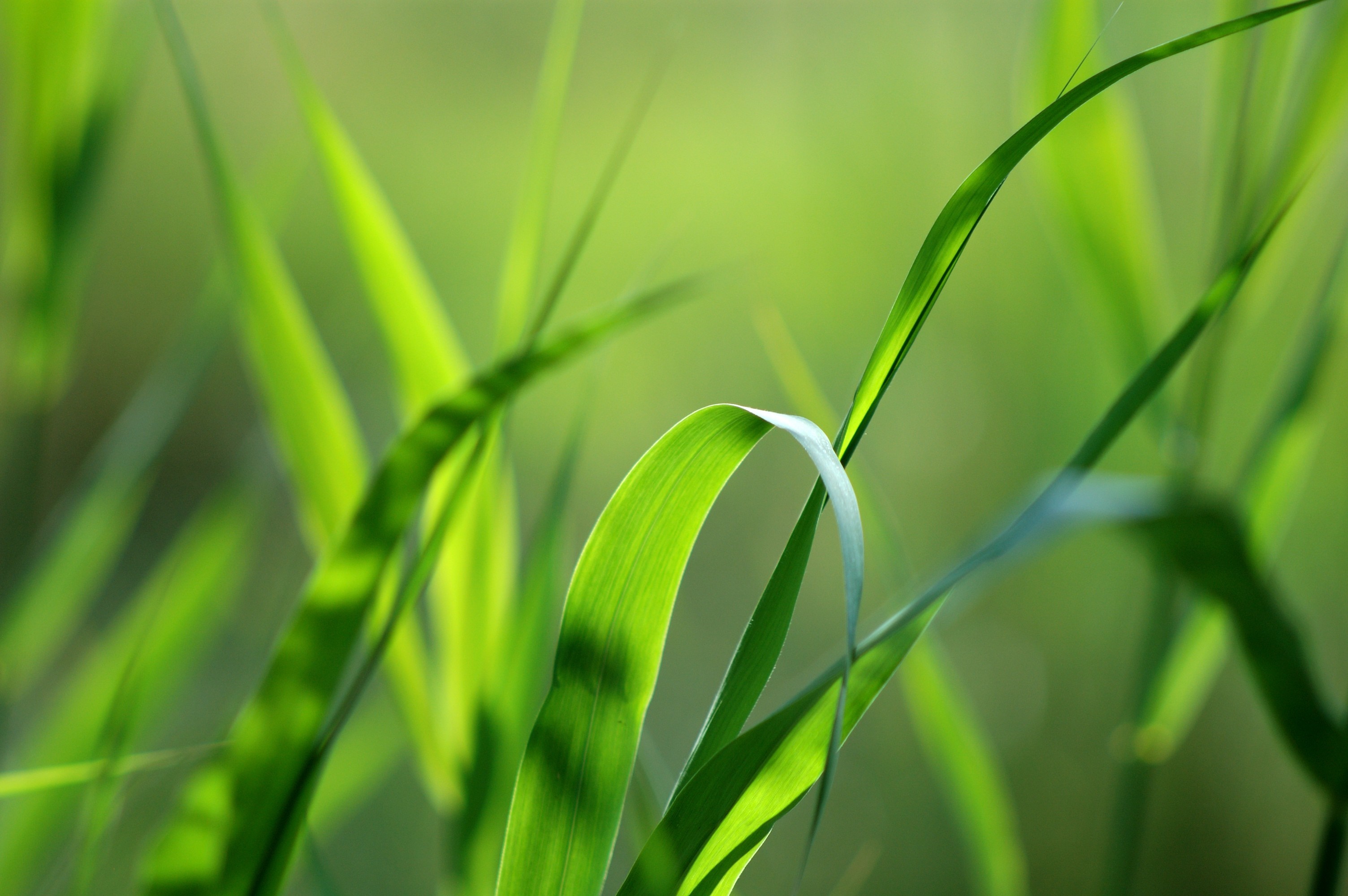 Close-up of green grass blades in sunlight HD Wallpaper