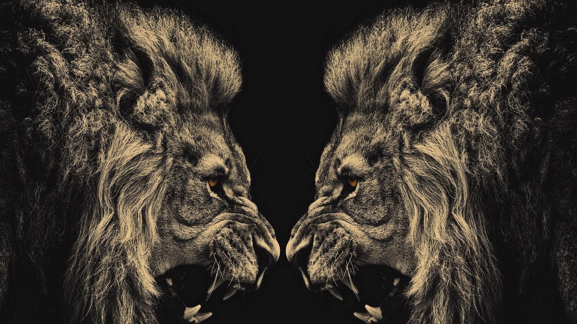 Two lions facing each other with open mouths HD Wallpaper