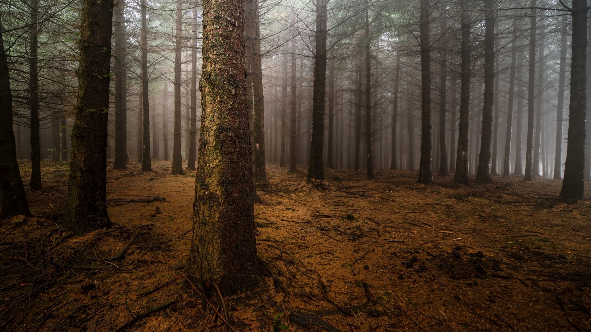 Misty forest with tall trees and fallen leaves HD Wallpaper